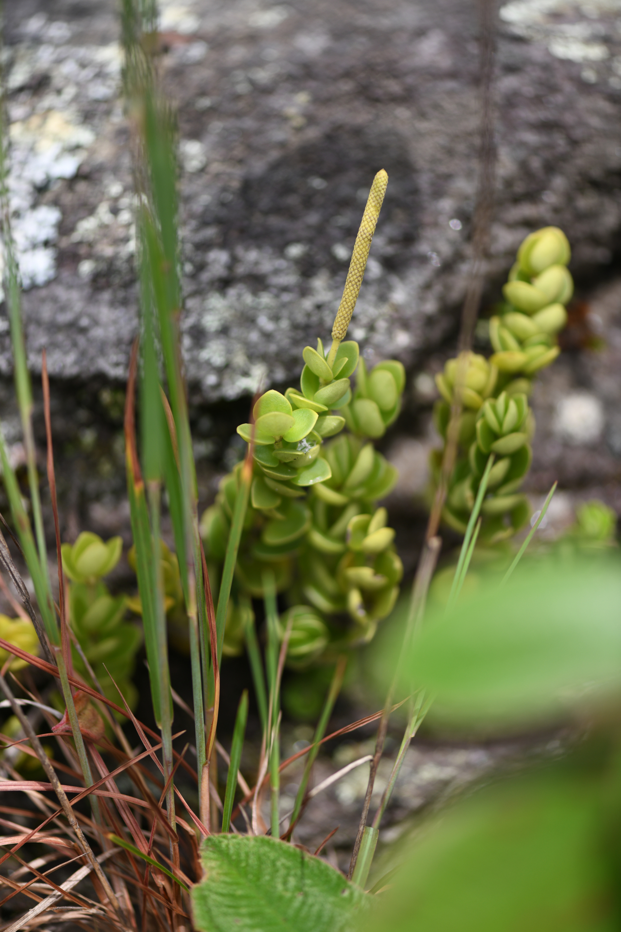Peperomia oreophila Hensch. - Photo Bivouac Naturaliste