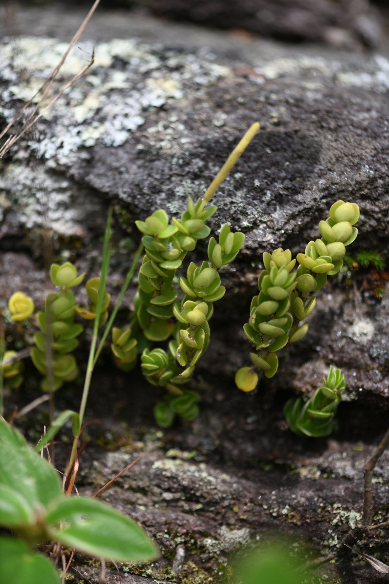 Peperomia oreophila Hensch. - Photo Bivouac Naturaliste
