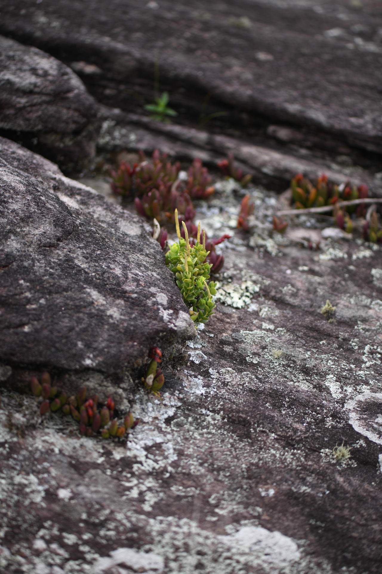 Peperomia oreophila Hensch. - Photo Bivouac Naturaliste
