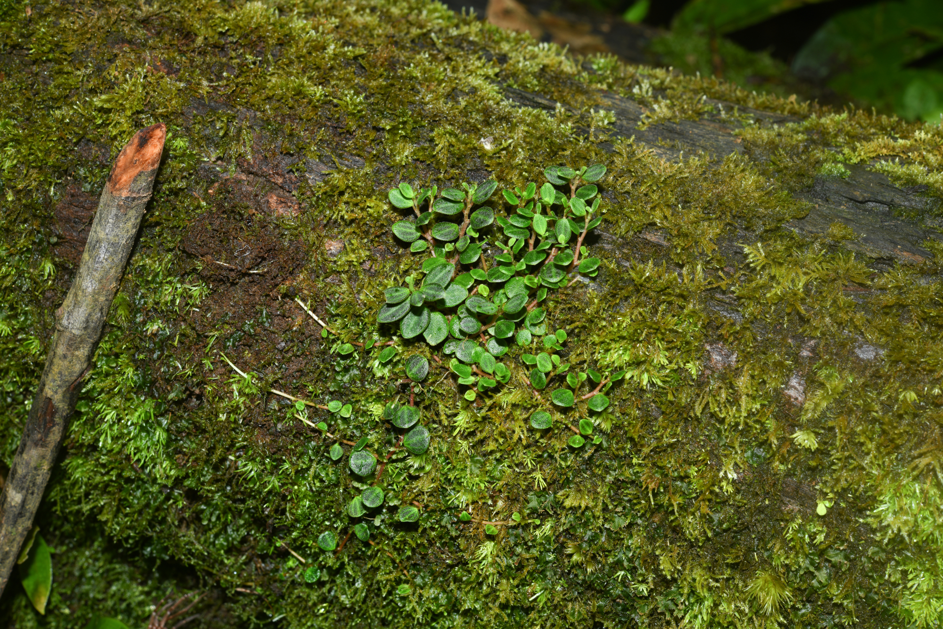 Peperomia ouabianae C.DC. - Photo Bivouac Naturaliste
