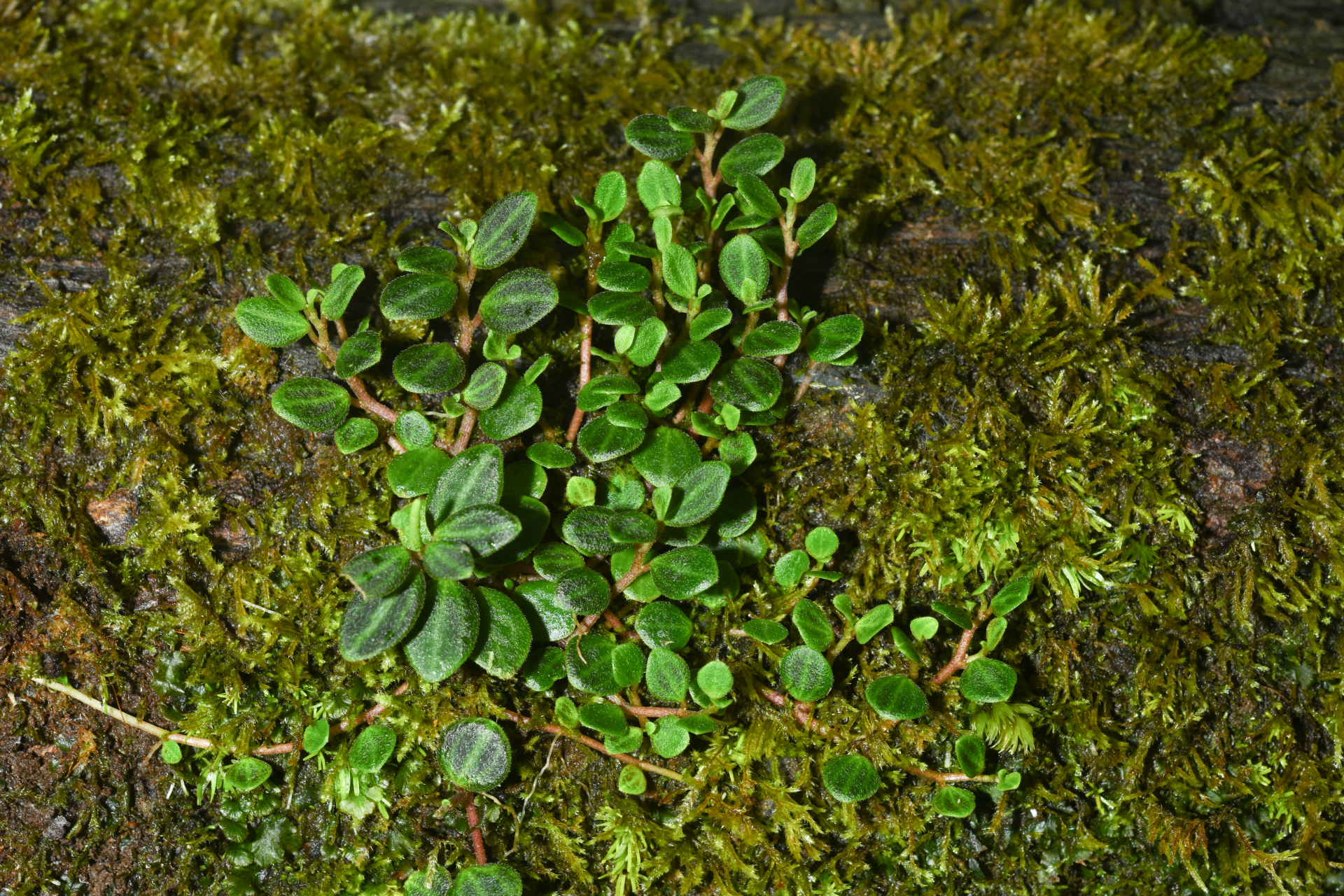 Peperomia ouabianae C.DC. - Photo Bivouac Naturaliste