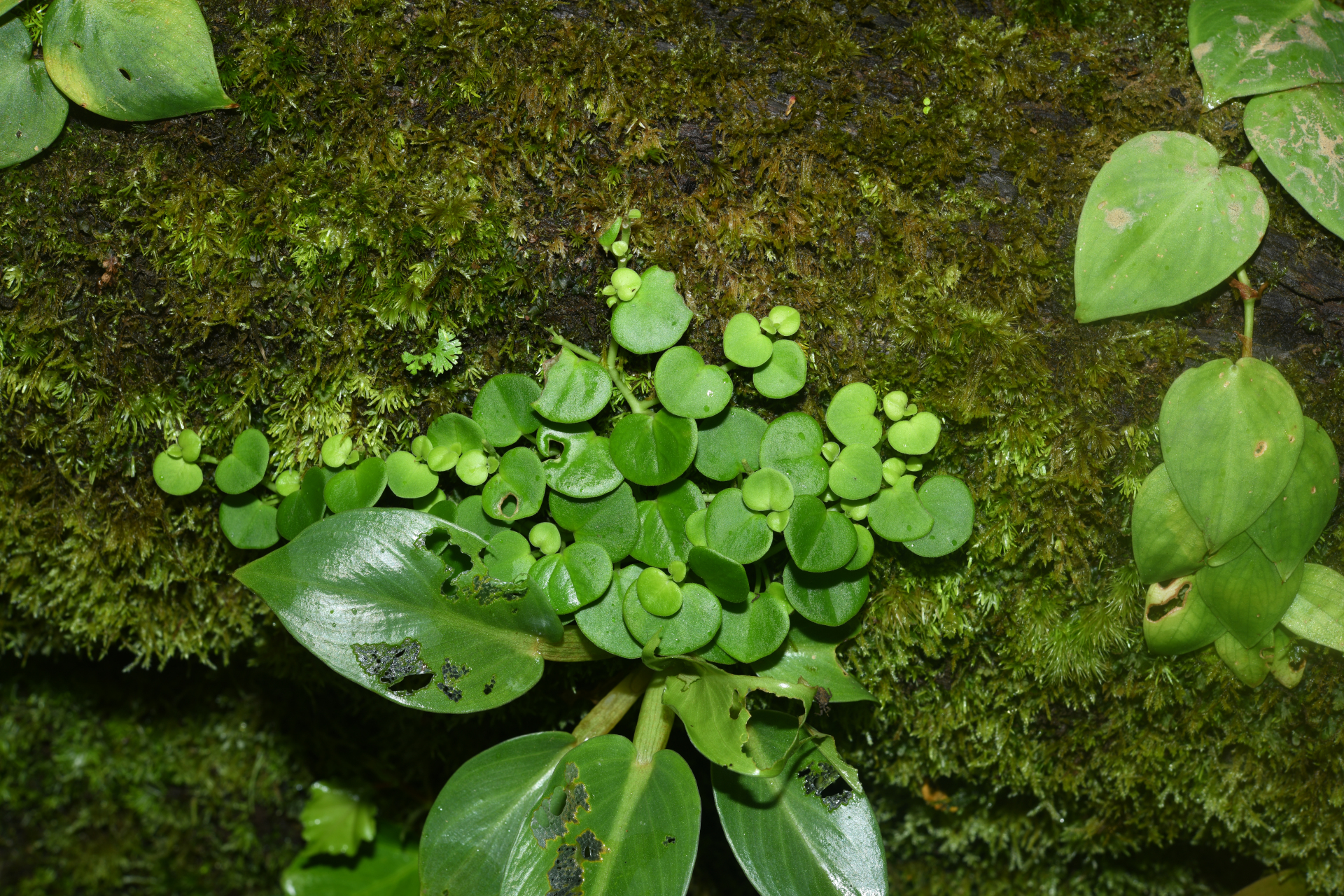 Peperomia serpens (Sw.) G.Don - Photo Bivouac Naturaliste