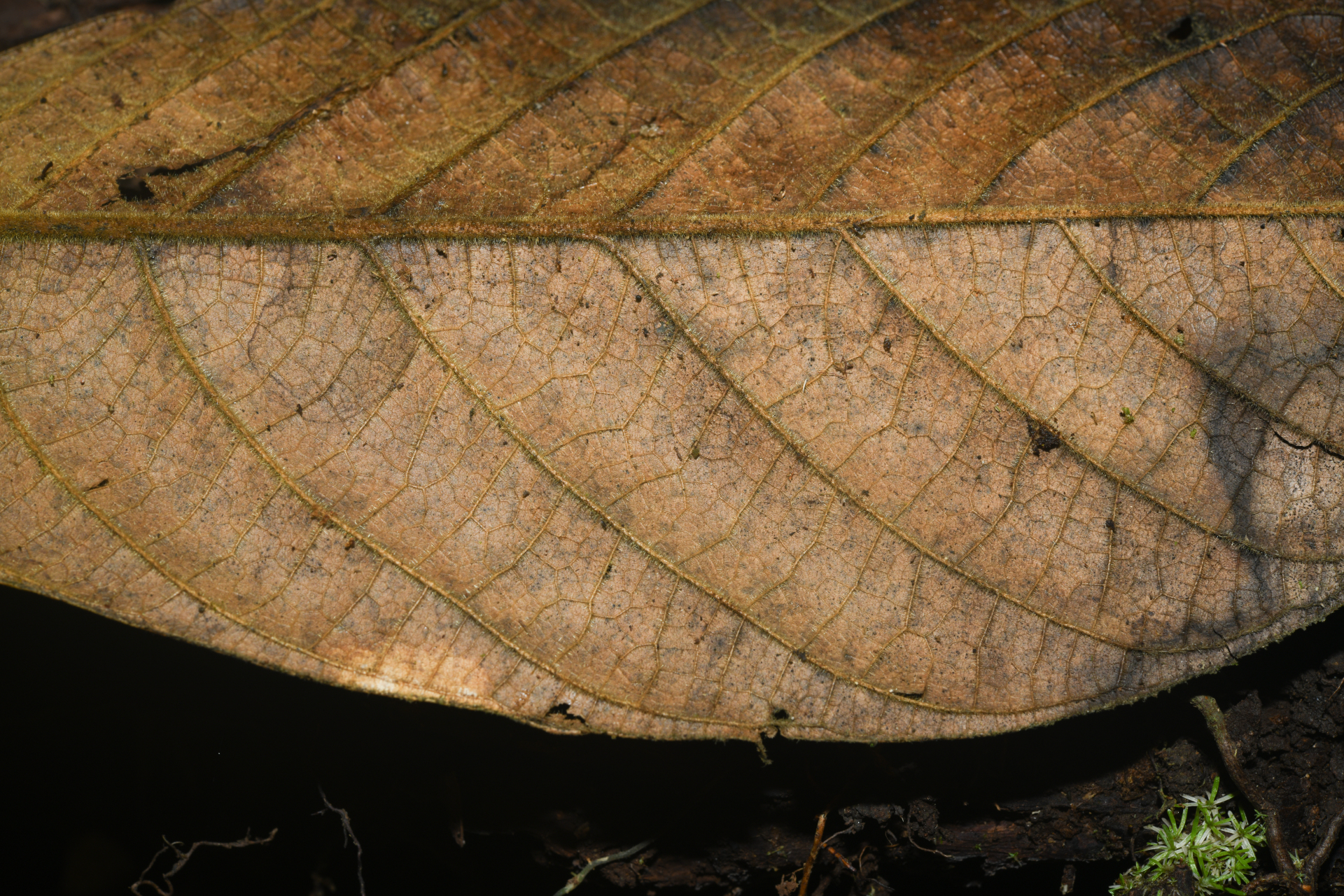 Endlicheria chalisea Chanderb. - Photo Bivouac Naturaliste