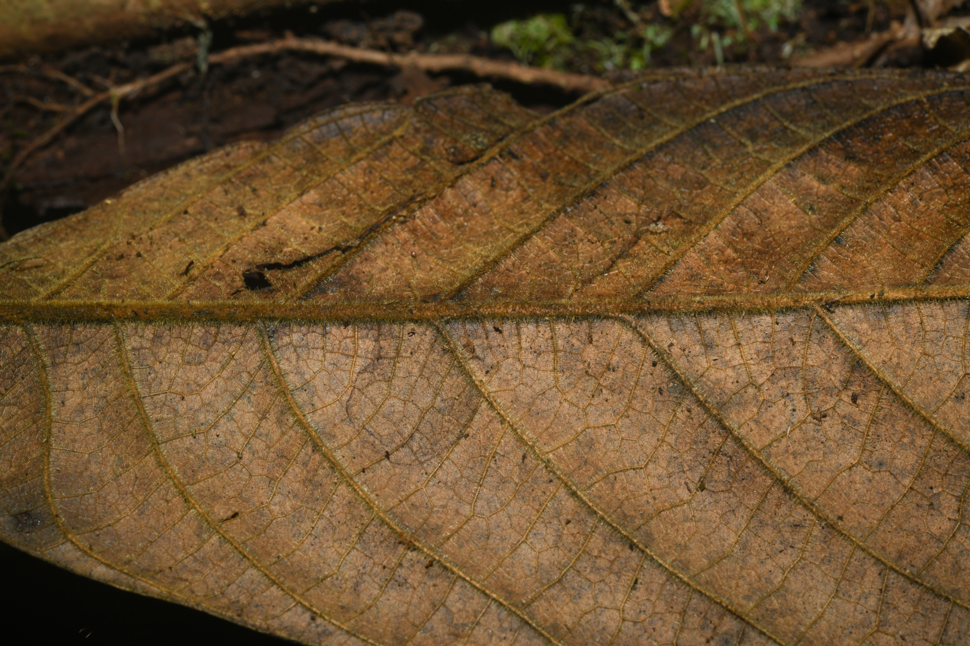 Endlicheria chalisea Chanderb. - Photo Bivouac Naturaliste