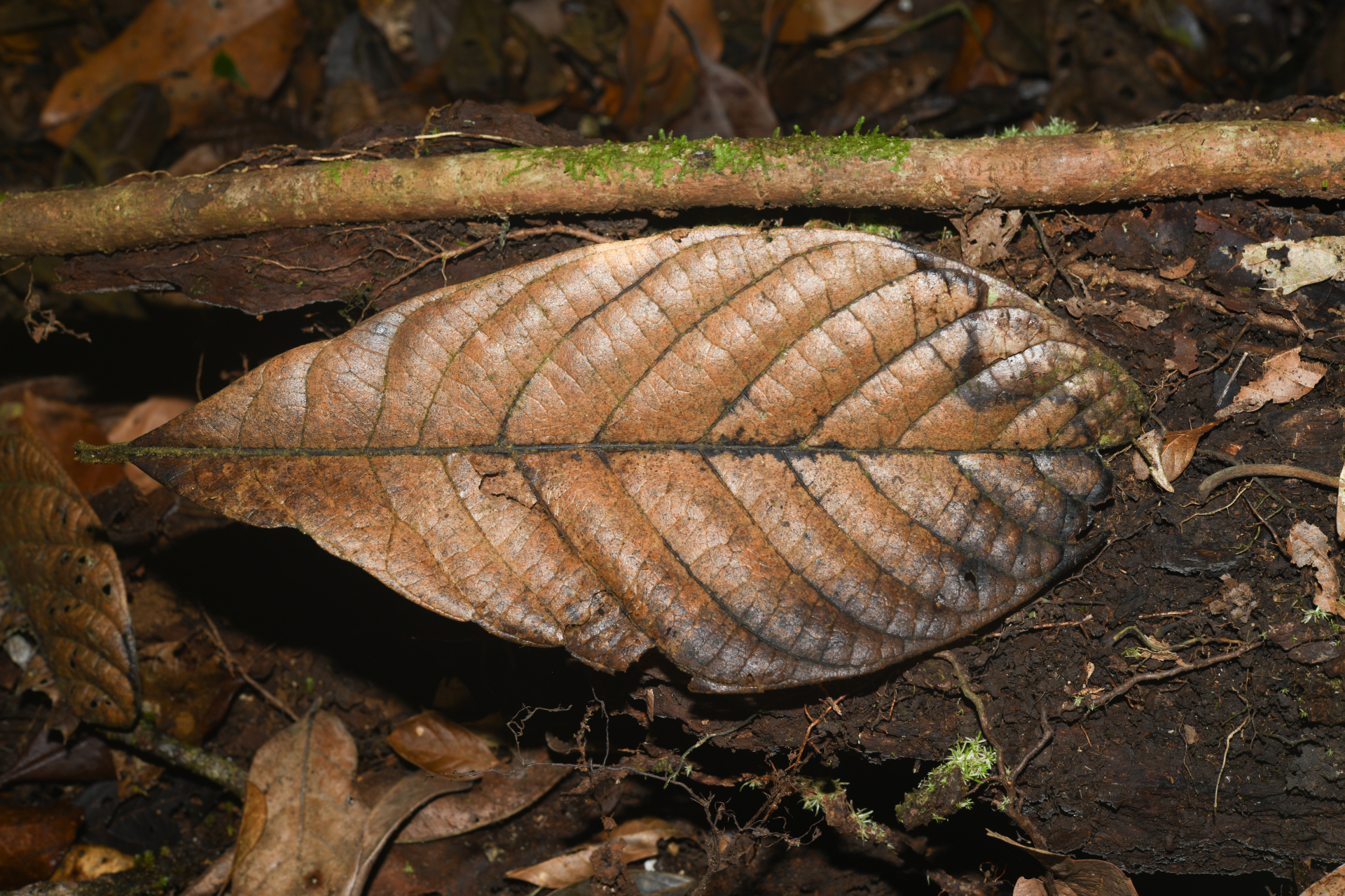 Endlicheria chalisea Chanderb. - Photo Bivouac Naturaliste