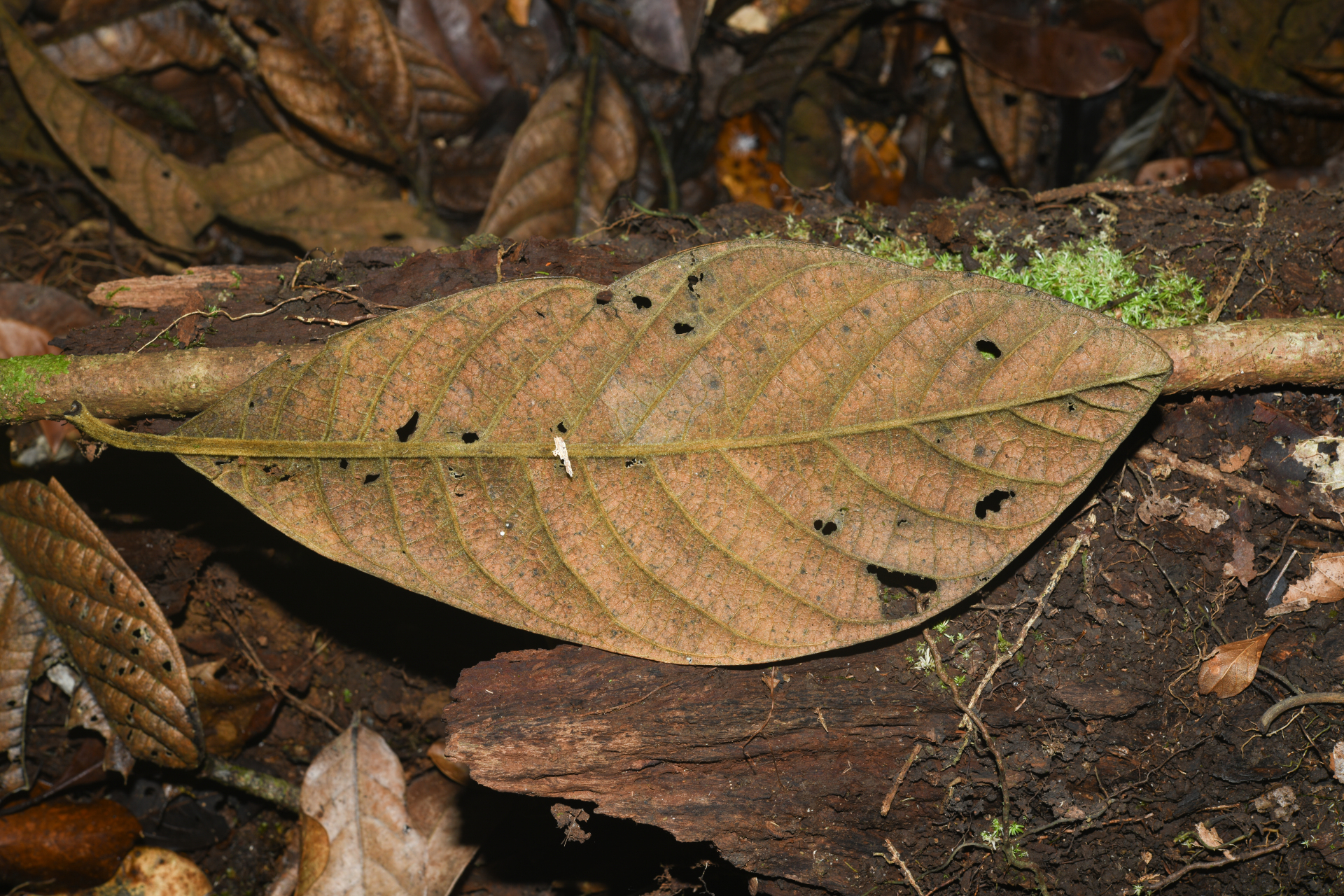 Endlicheria chalisea Chanderb. - Photo Bivouac Naturaliste
