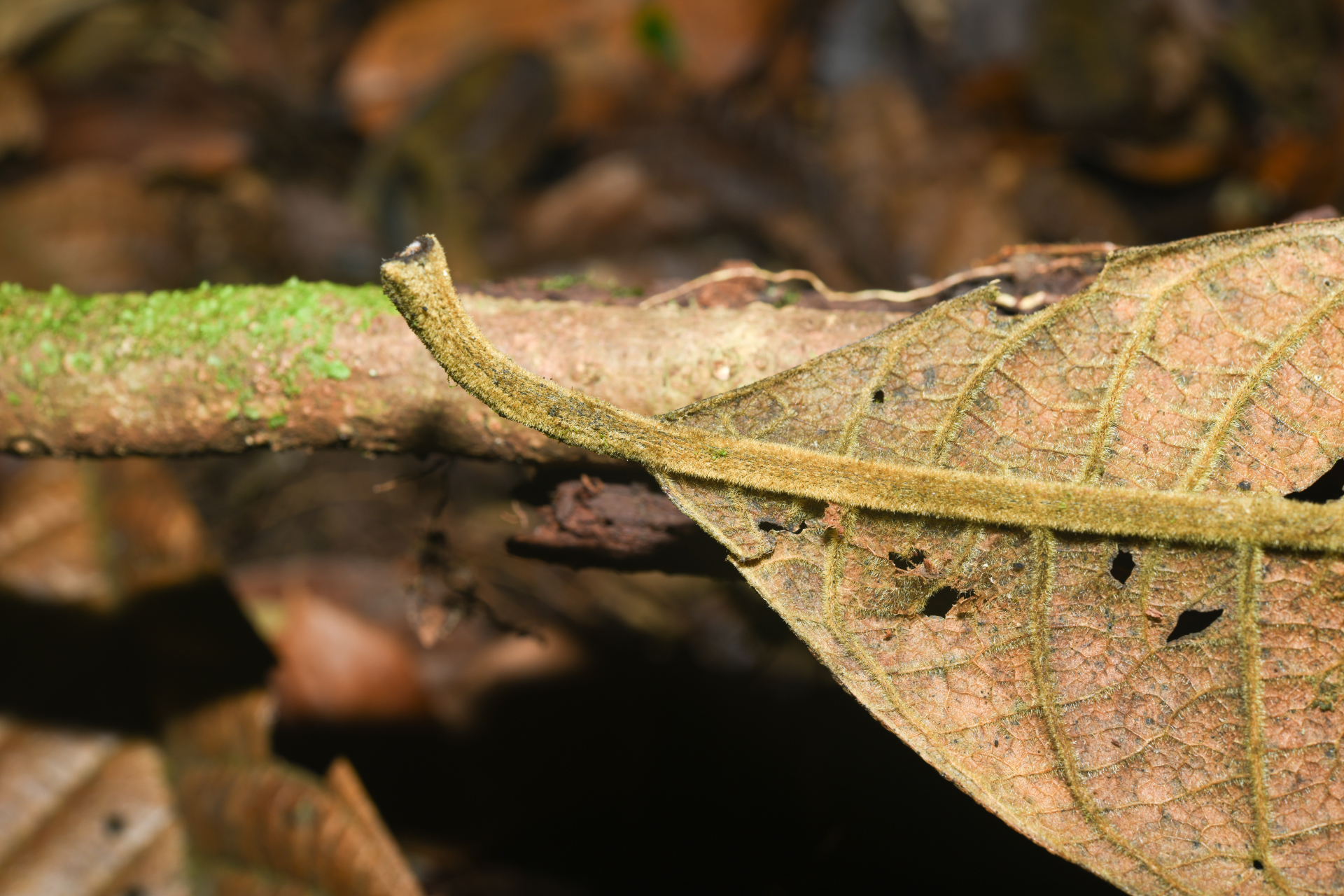 Endlicheria chalisea Chanderb. - Photo Bivouac Naturaliste