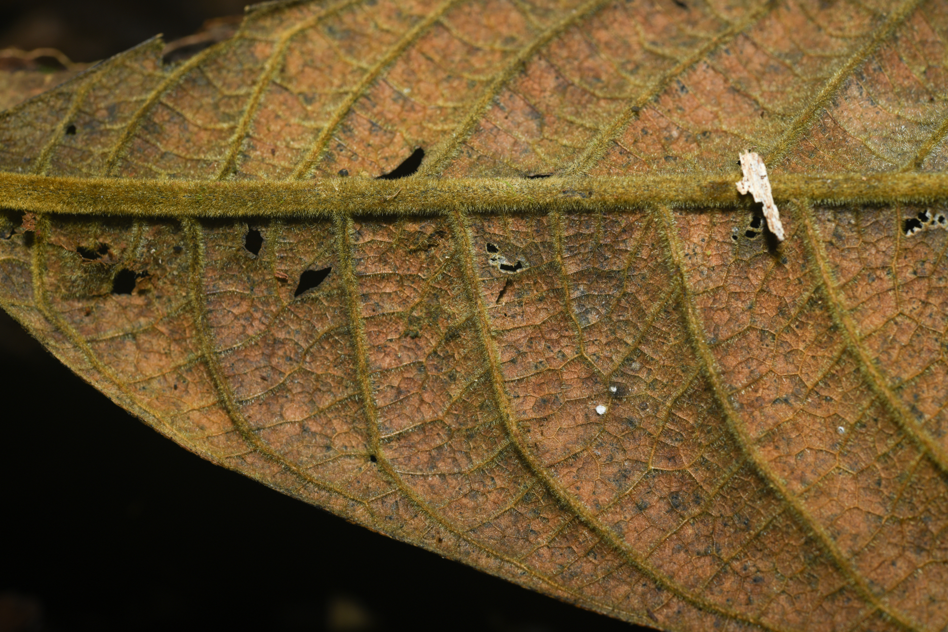 Endlicheria chalisea Chanderb. - Photo Bivouac Naturaliste