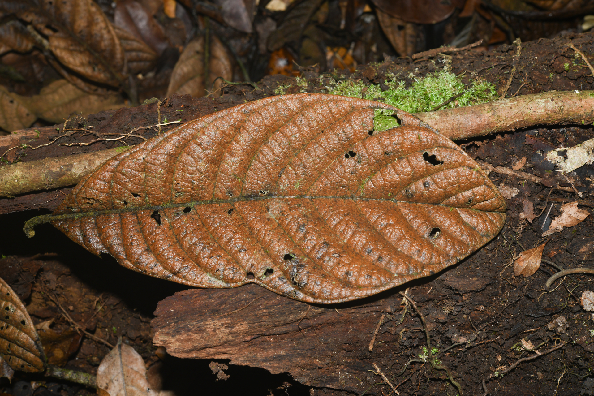 Endlicheria chalisea Chanderb. - Photo Bivouac Naturaliste