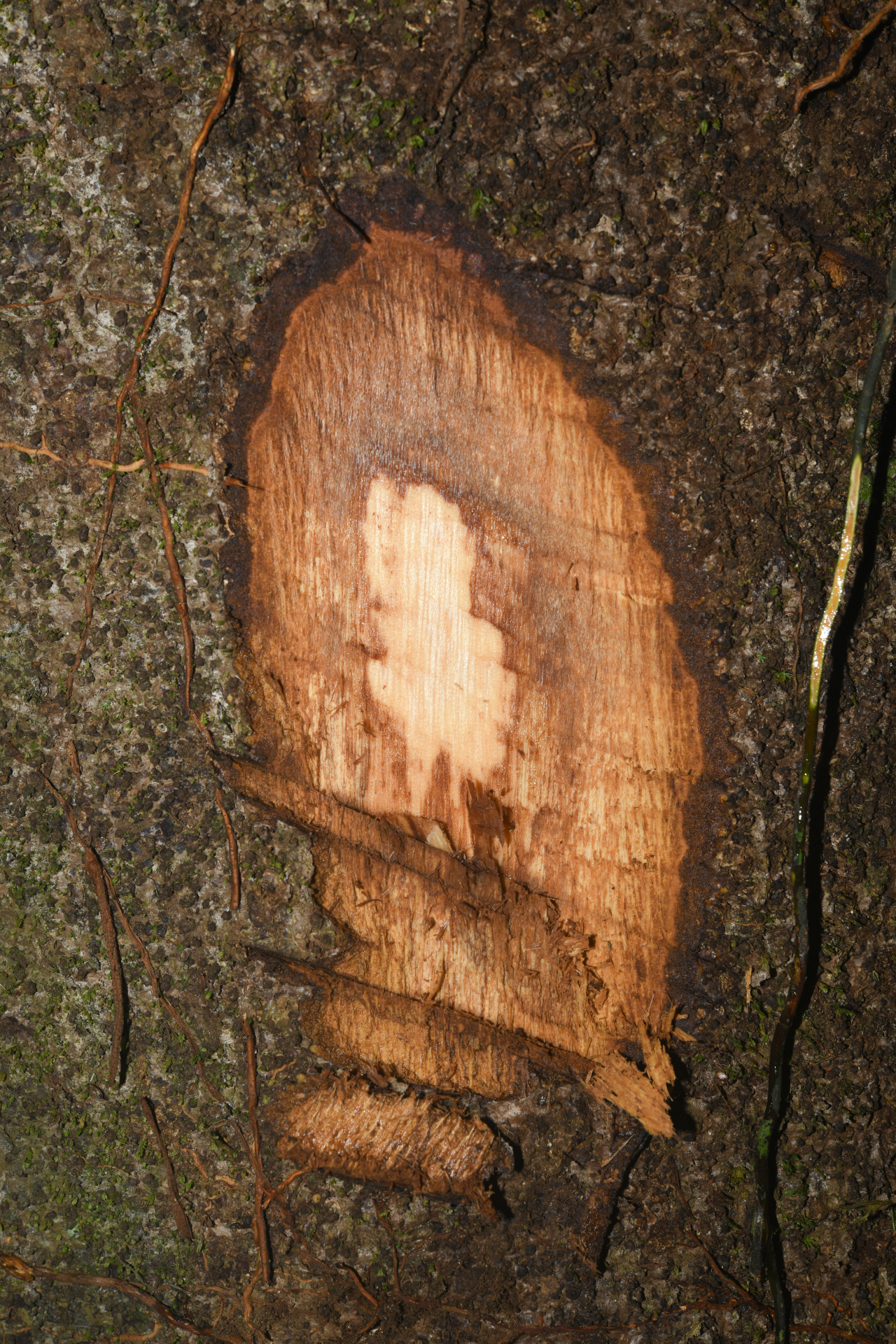 Endlicheria chalisea Chanderb. - Photo Bivouac Naturaliste