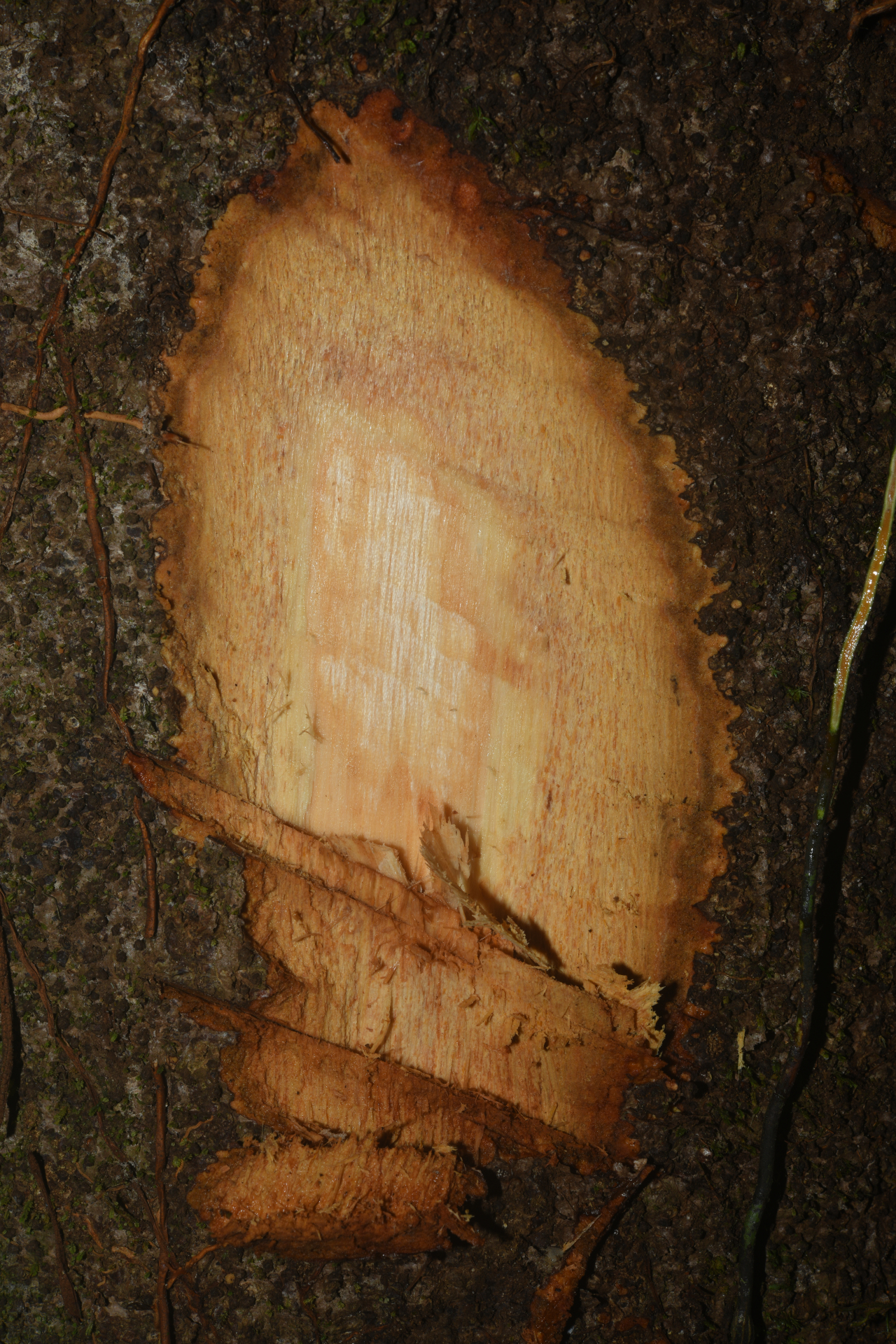 Endlicheria chalisea Chanderb. - Photo Bivouac Naturaliste