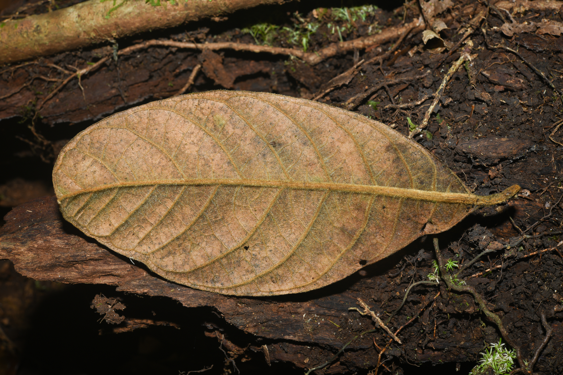 Endlicheria chalisea Chanderb. - Photo Bivouac Naturaliste