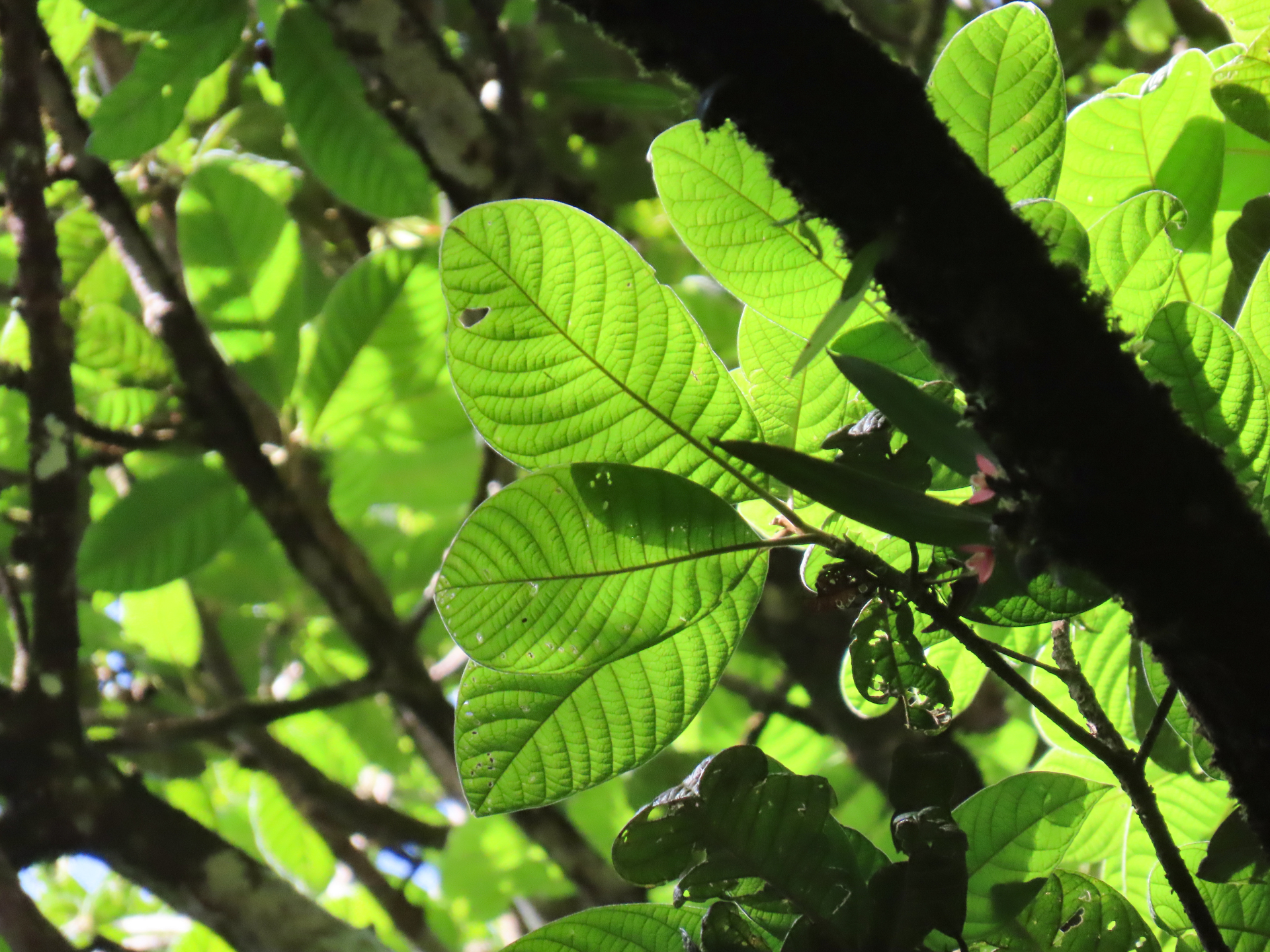 Endlicheria chalisea Chanderb. - Photo Bivouac Naturaliste