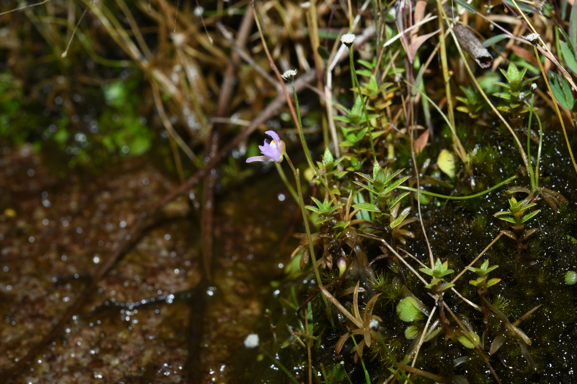 Utricularia amethystina Salzm. ex A.St.-Hil. & Girard - Photo Bivouac Naturaliste