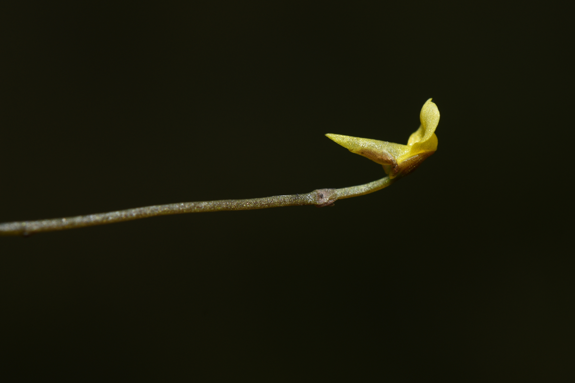 Utricularia nana A.St.-Hil. & Girard - Photo Bivouac Naturaliste