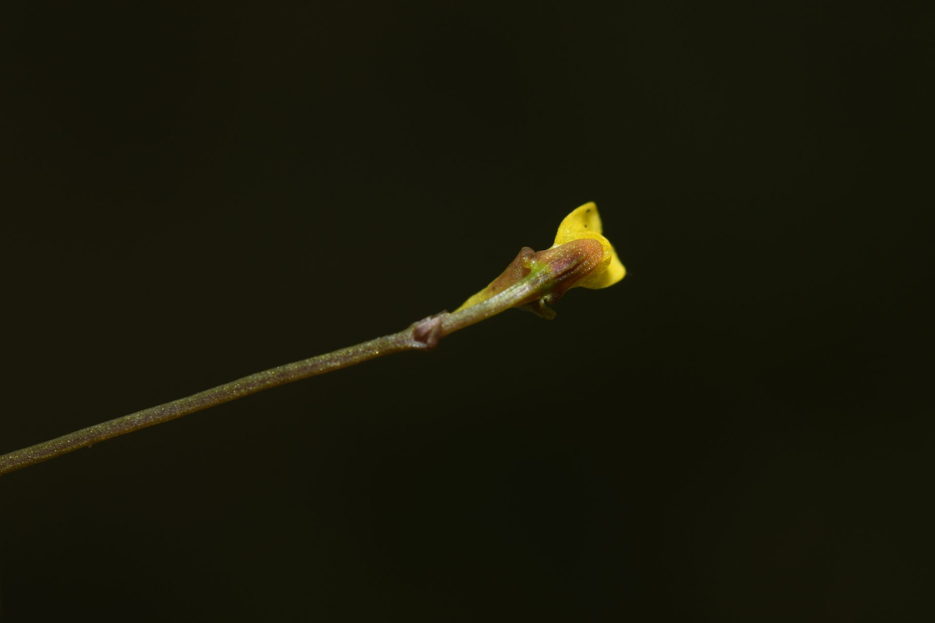 Utricularia nana A.St.-Hil. & Girard - Photo Bivouac Naturaliste