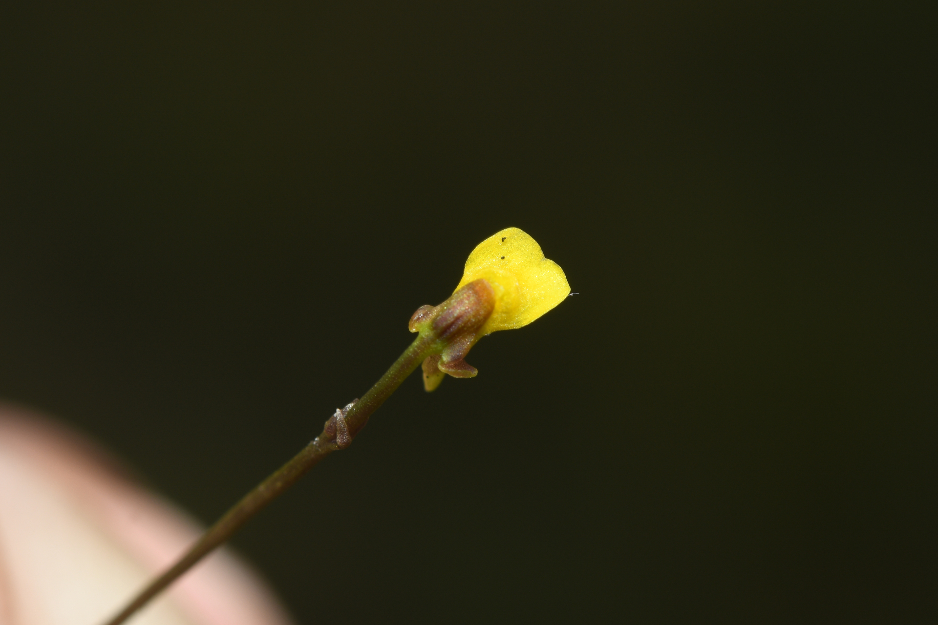 Utricularia nana A.St.-Hil. & Girard - Photo Bivouac Naturaliste