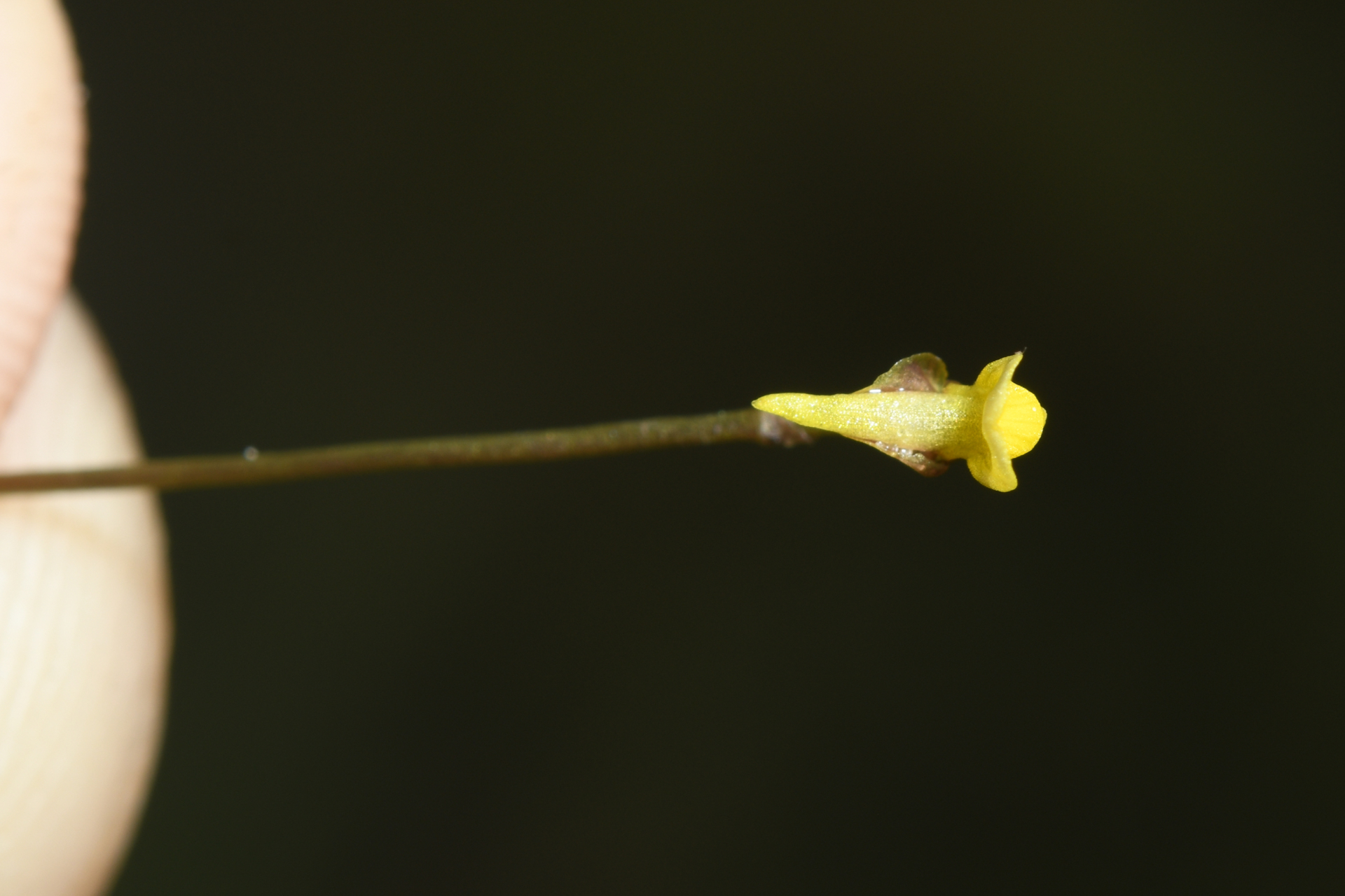 Utricularia nana A.St.-Hil. & Girard - Photo Bivouac Naturaliste