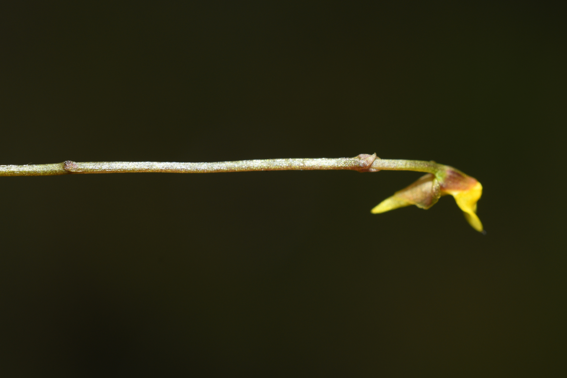 Utricularia nana A.St.-Hil. & Girard - Photo Bivouac Naturaliste