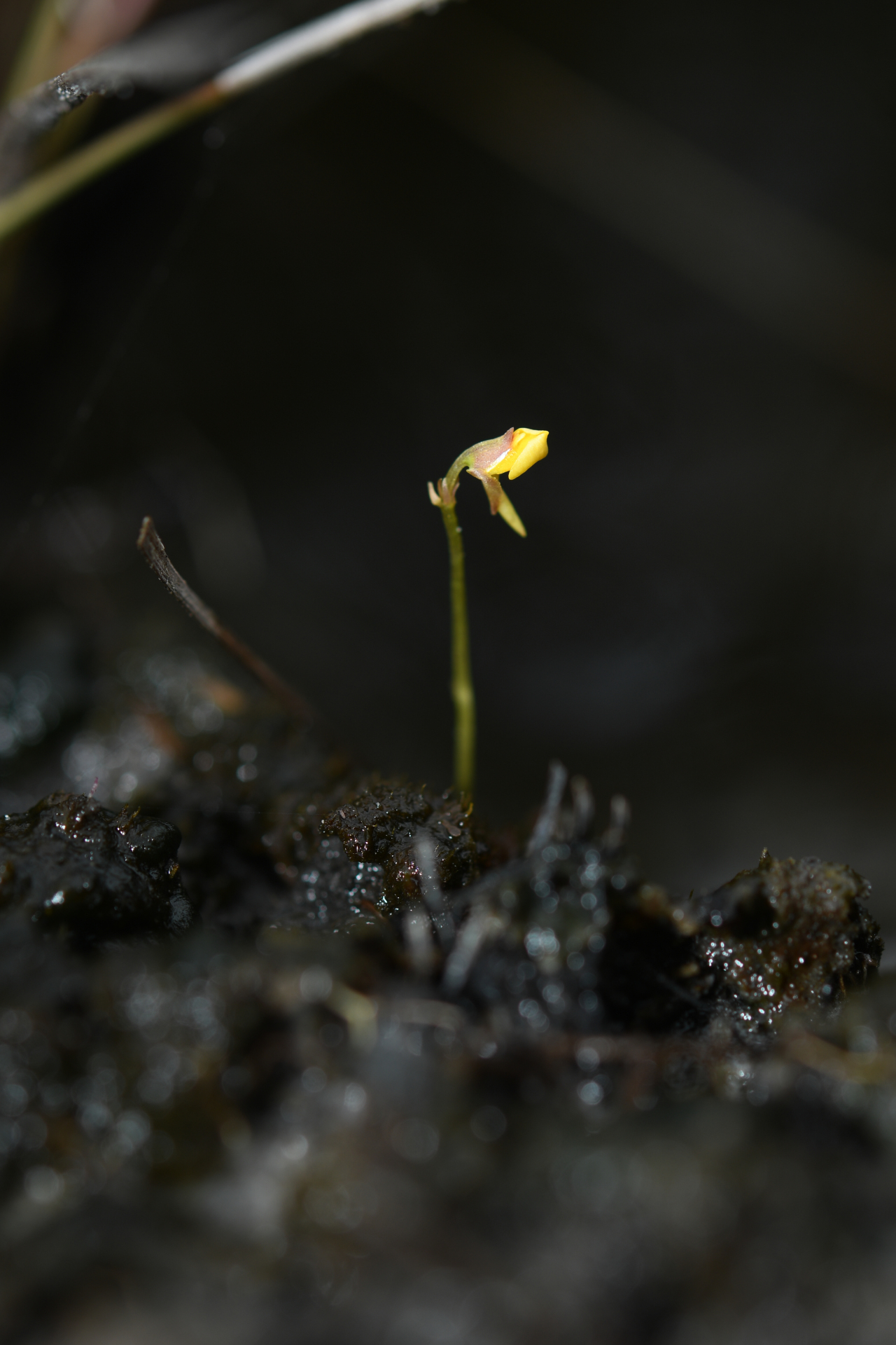Utricularia nana A.St.-Hil. & Girard - Photo Bivouac Naturaliste