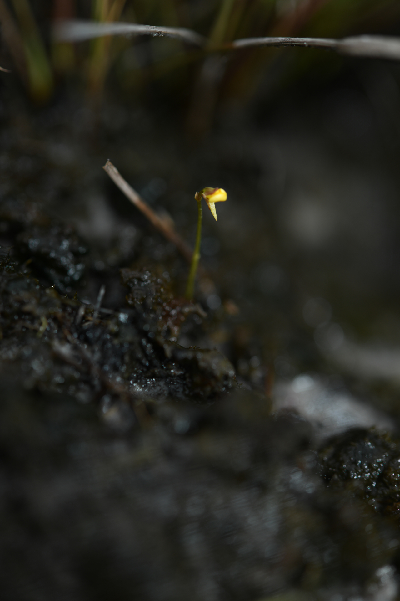 Utricularia nana A.St.-Hil. & Girard - Photo Bivouac Naturaliste