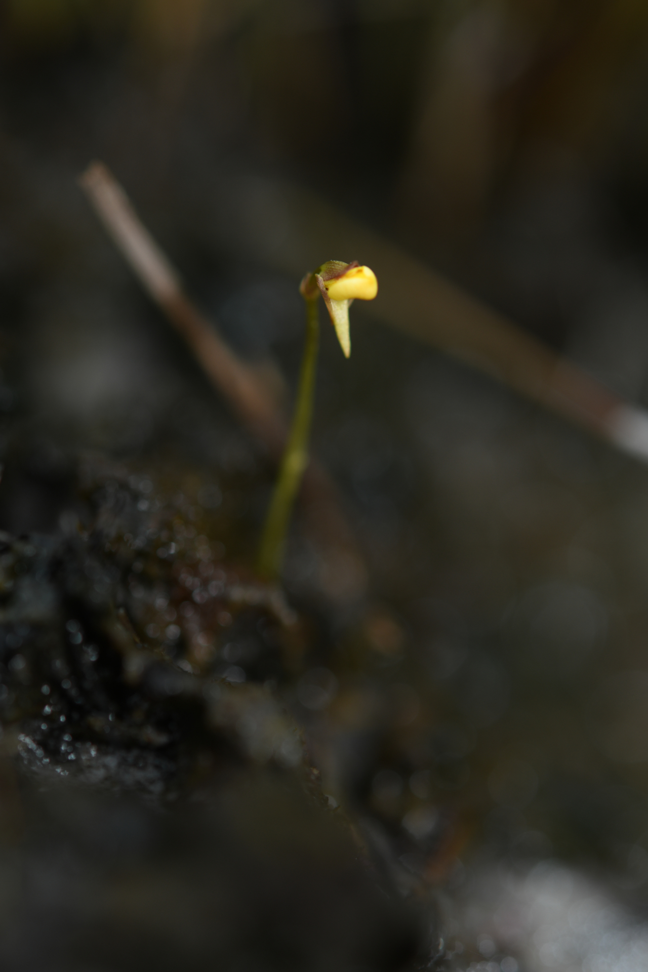 Utricularia nana A.St.-Hil. & Girard - Photo Bivouac Naturaliste