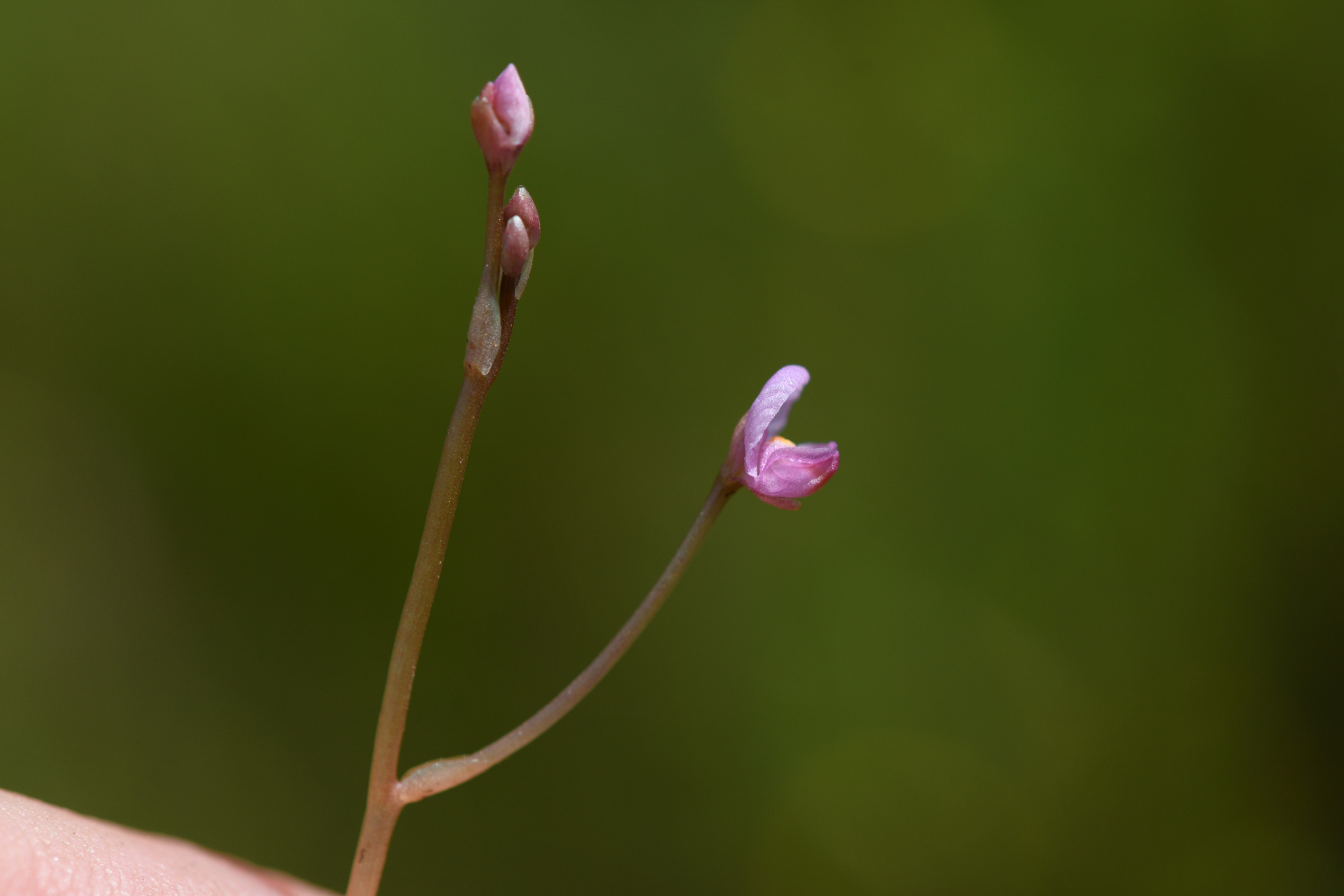 Utricularia hydrocarpa Vahl - Photo Bivouac Naturaliste