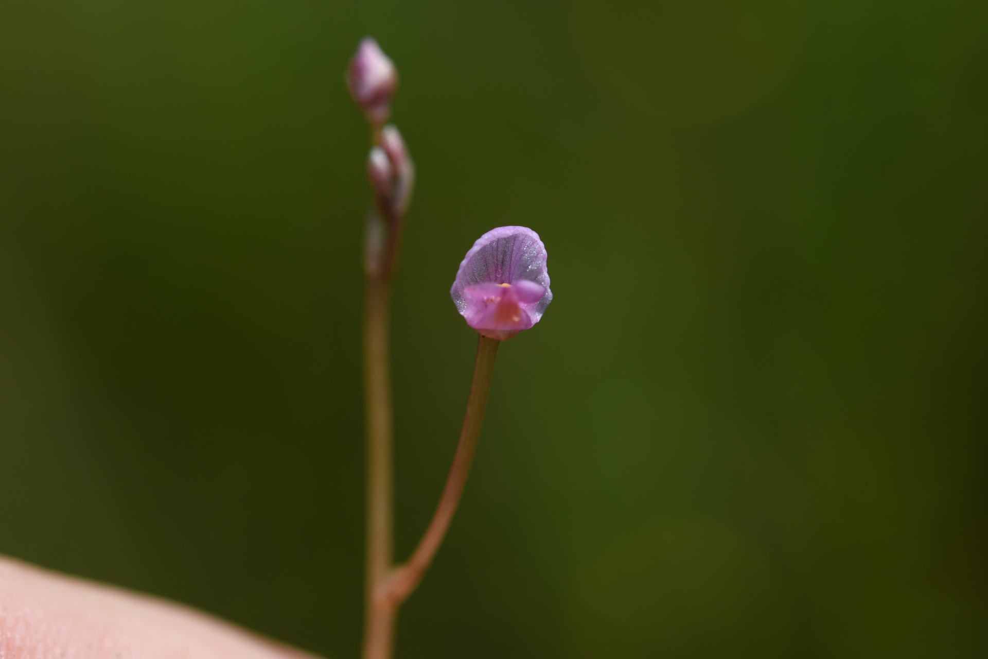 Utricularia hydrocarpa Vahl - Photo Bivouac Naturaliste