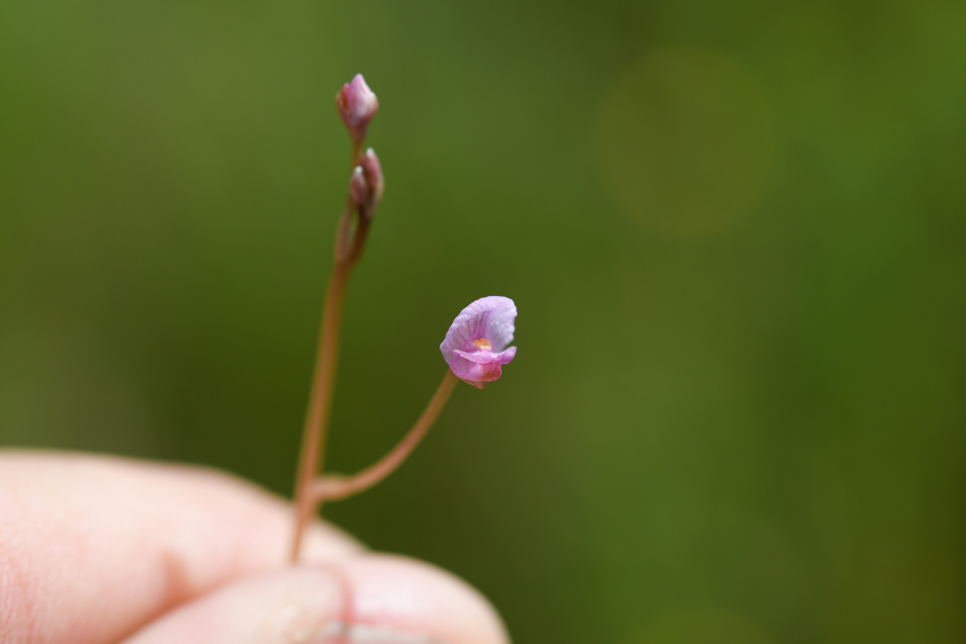Utricularia hydrocarpa Vahl - Photo Bivouac Naturaliste
