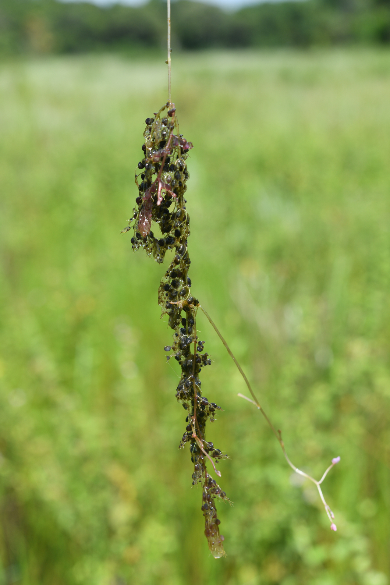 Utricularia hydrocarpa Vahl - Photo Bivouac Naturaliste