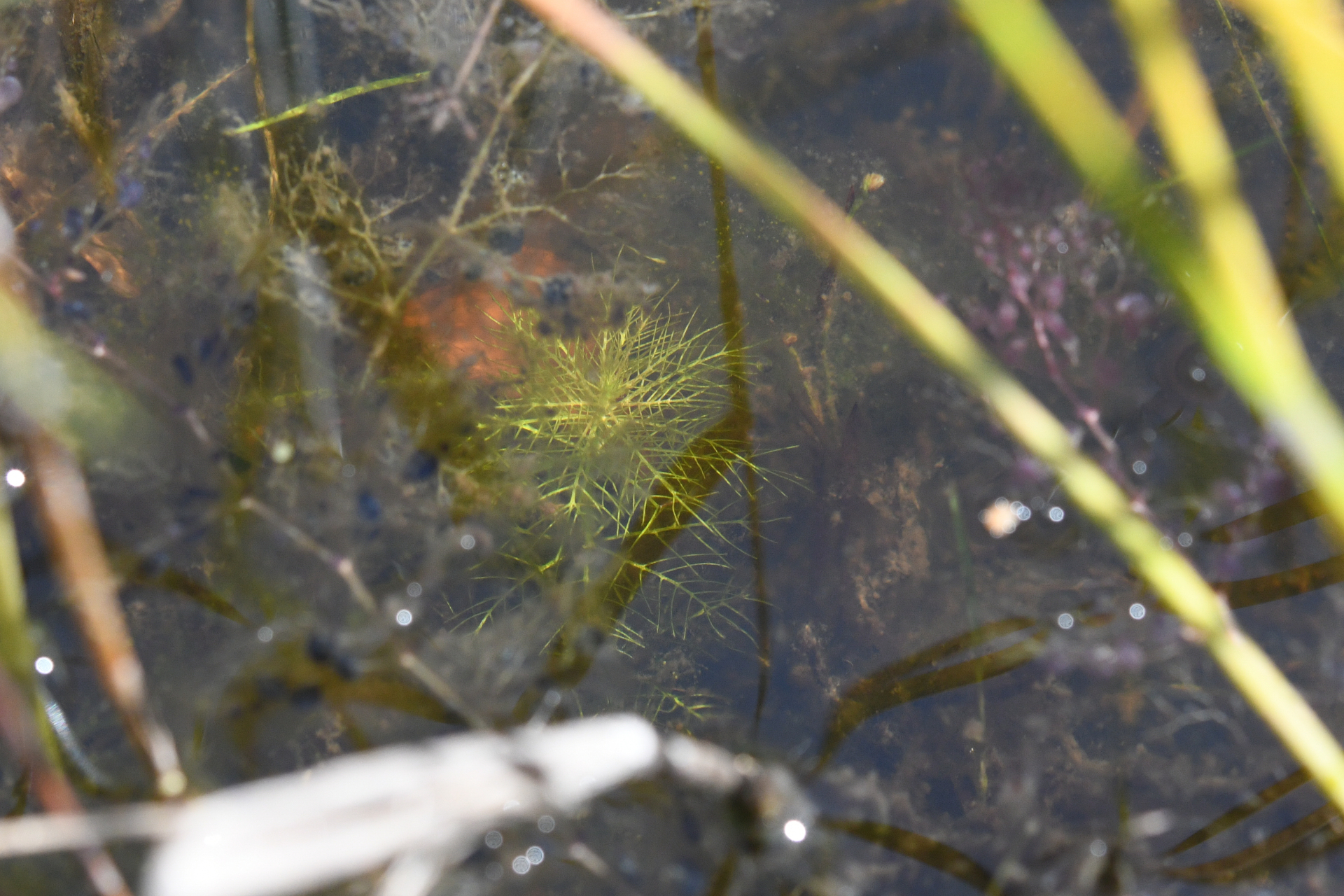 Utricularia hydrocarpa Vahl - Photo Bivouac Naturaliste