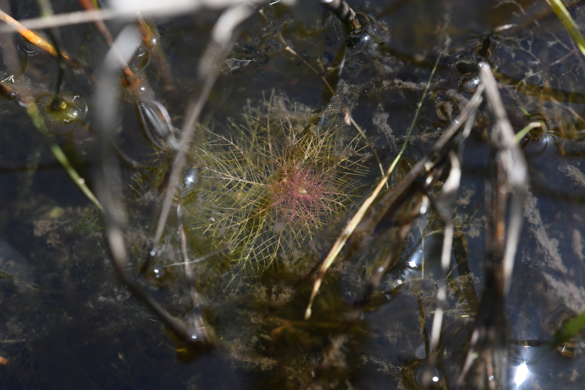 Utricularia hydrocarpa Vahl - Photo Bivouac Naturaliste