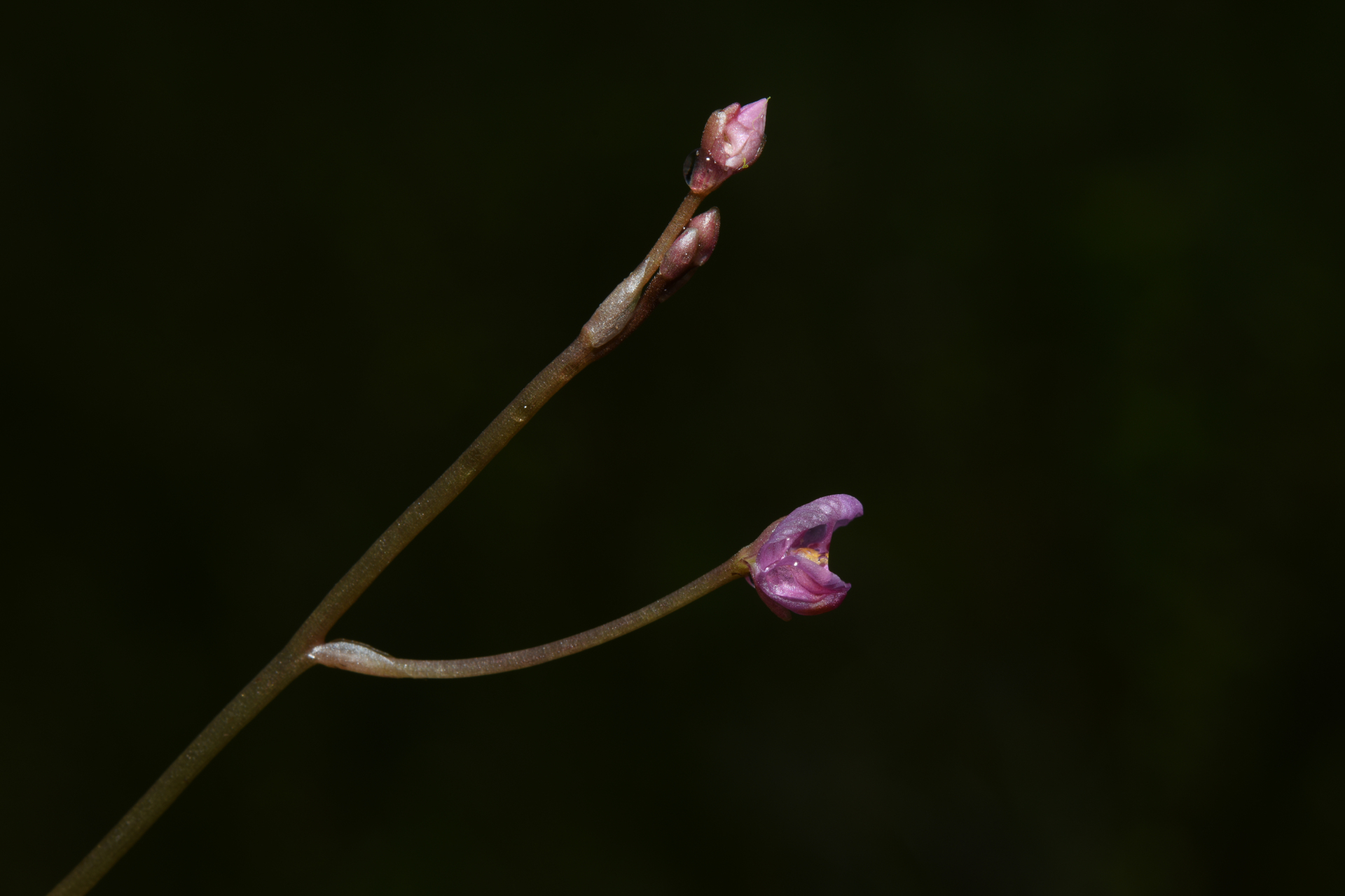 Utricularia hydrocarpa Vahl - Photo Bivouac Naturaliste