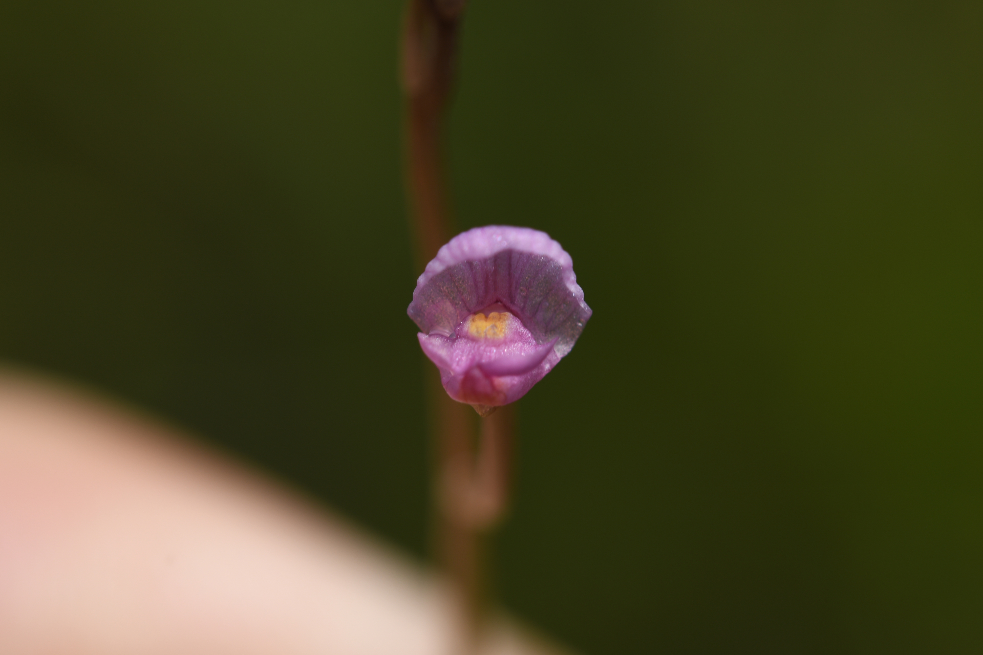 Utricularia hydrocarpa Vahl - Photo Bivouac Naturaliste