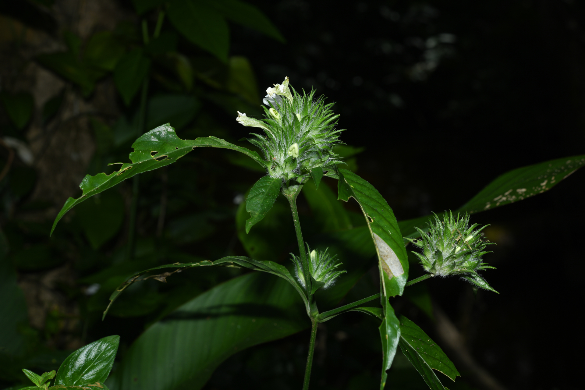 Justicia sprucei V.A.W.Graham - Photo Bivouac Naturaliste