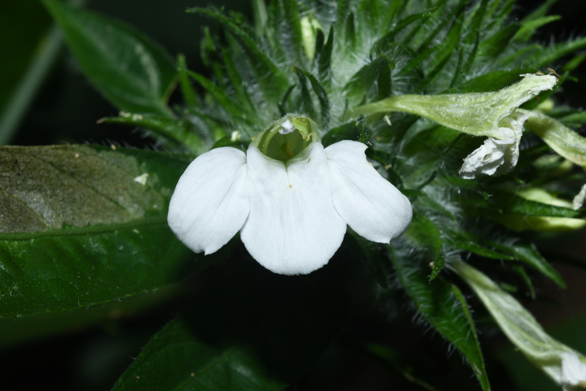 Justicia sprucei V.A.W.Graham - Photo Bivouac Naturaliste