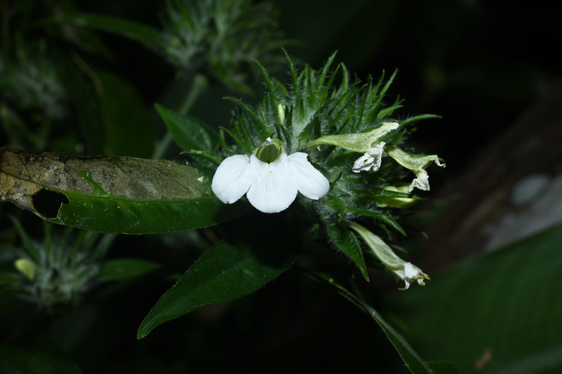 Justicia sprucei V.A.W.Graham - Photo Bivouac Naturaliste