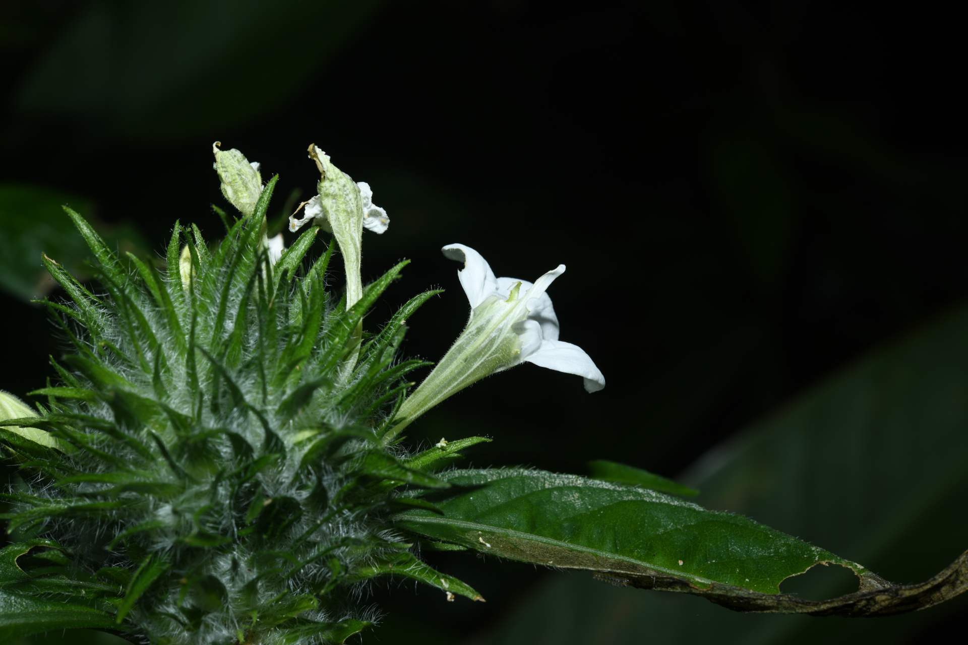 Justicia sprucei V.A.W.Graham - Photo Bivouac Naturaliste