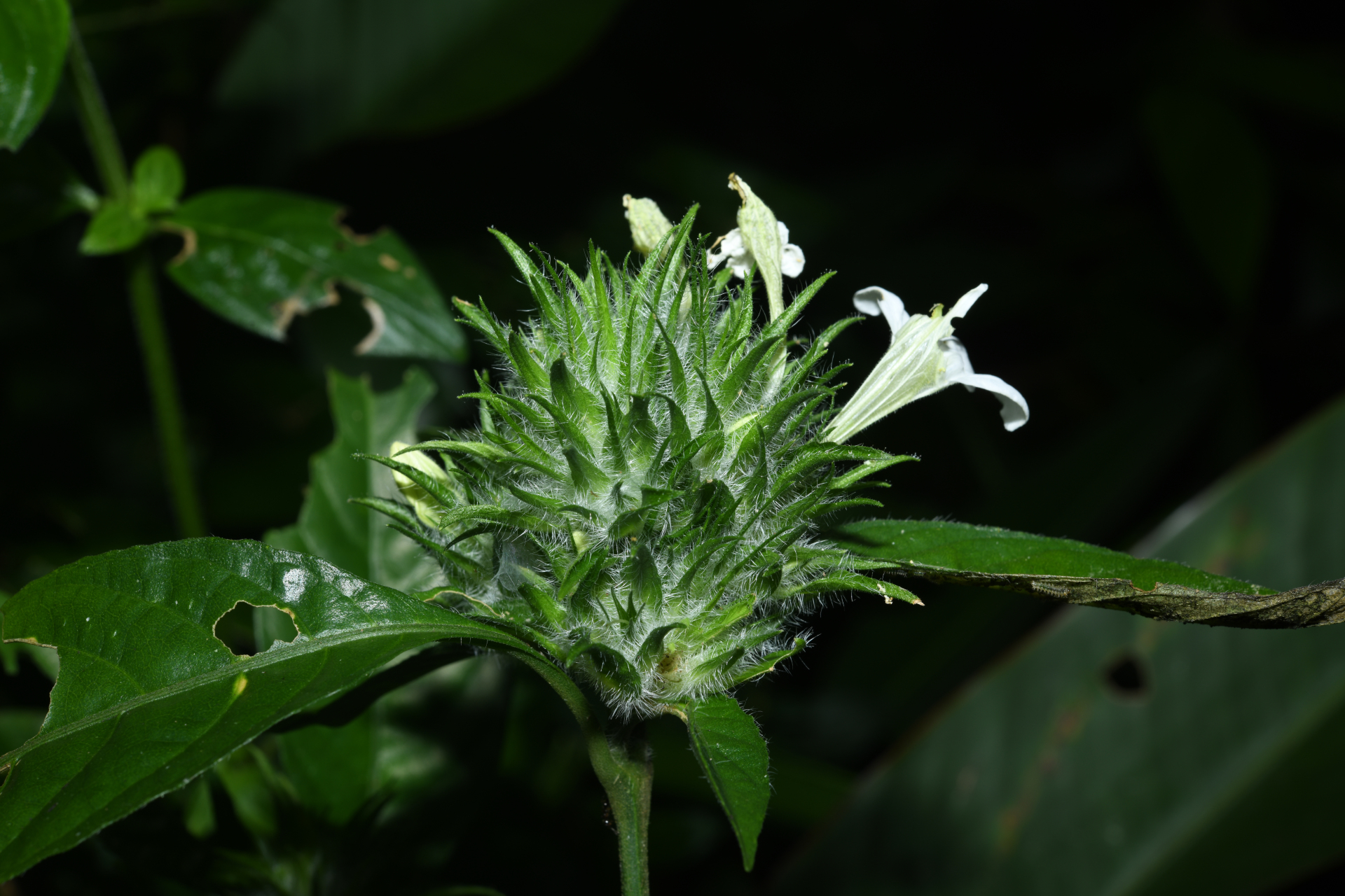 Justicia sprucei V.A.W.Graham - Photo Bivouac Naturaliste