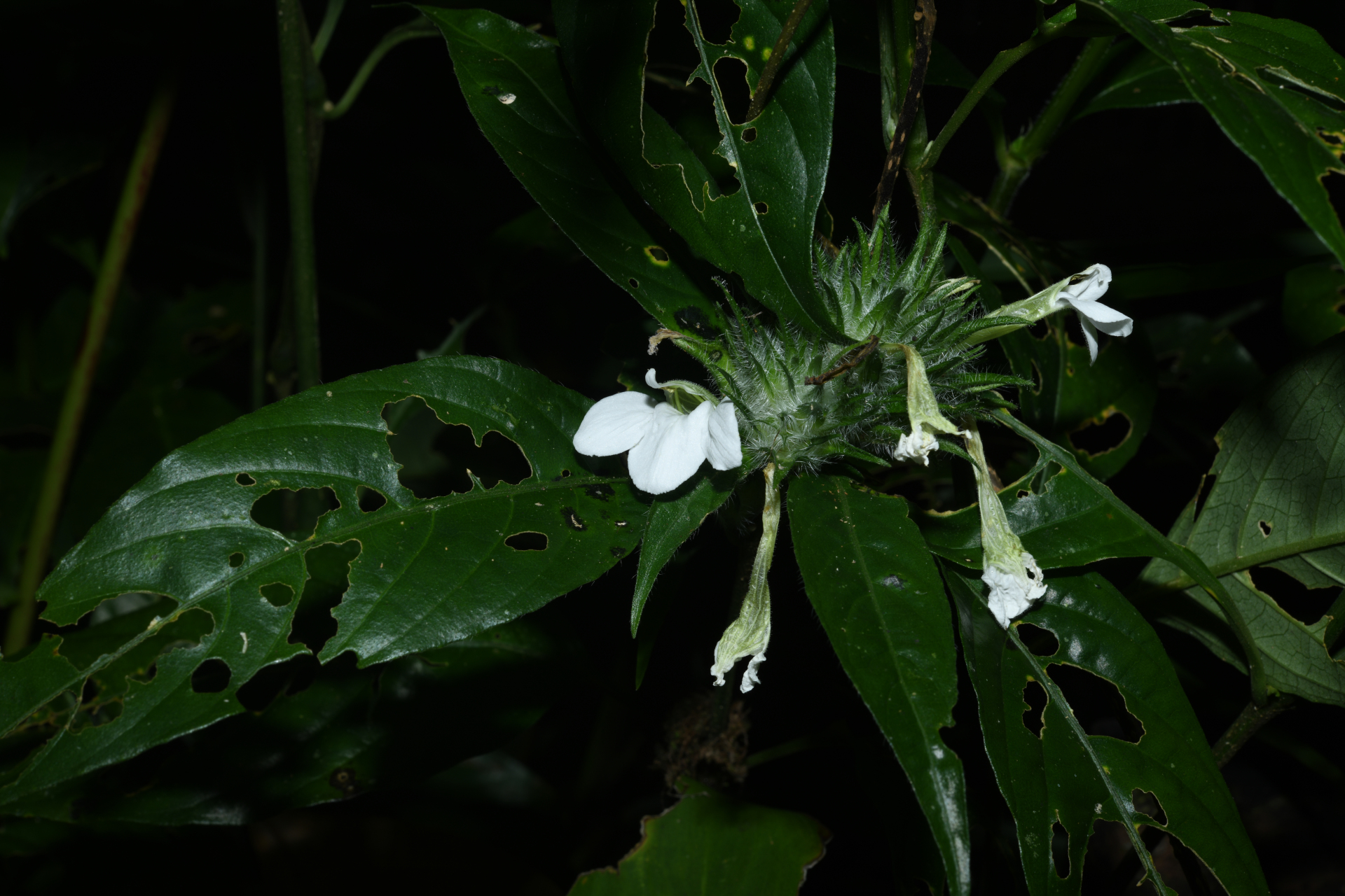 Justicia sprucei V.A.W.Graham - Photo Bivouac Naturaliste