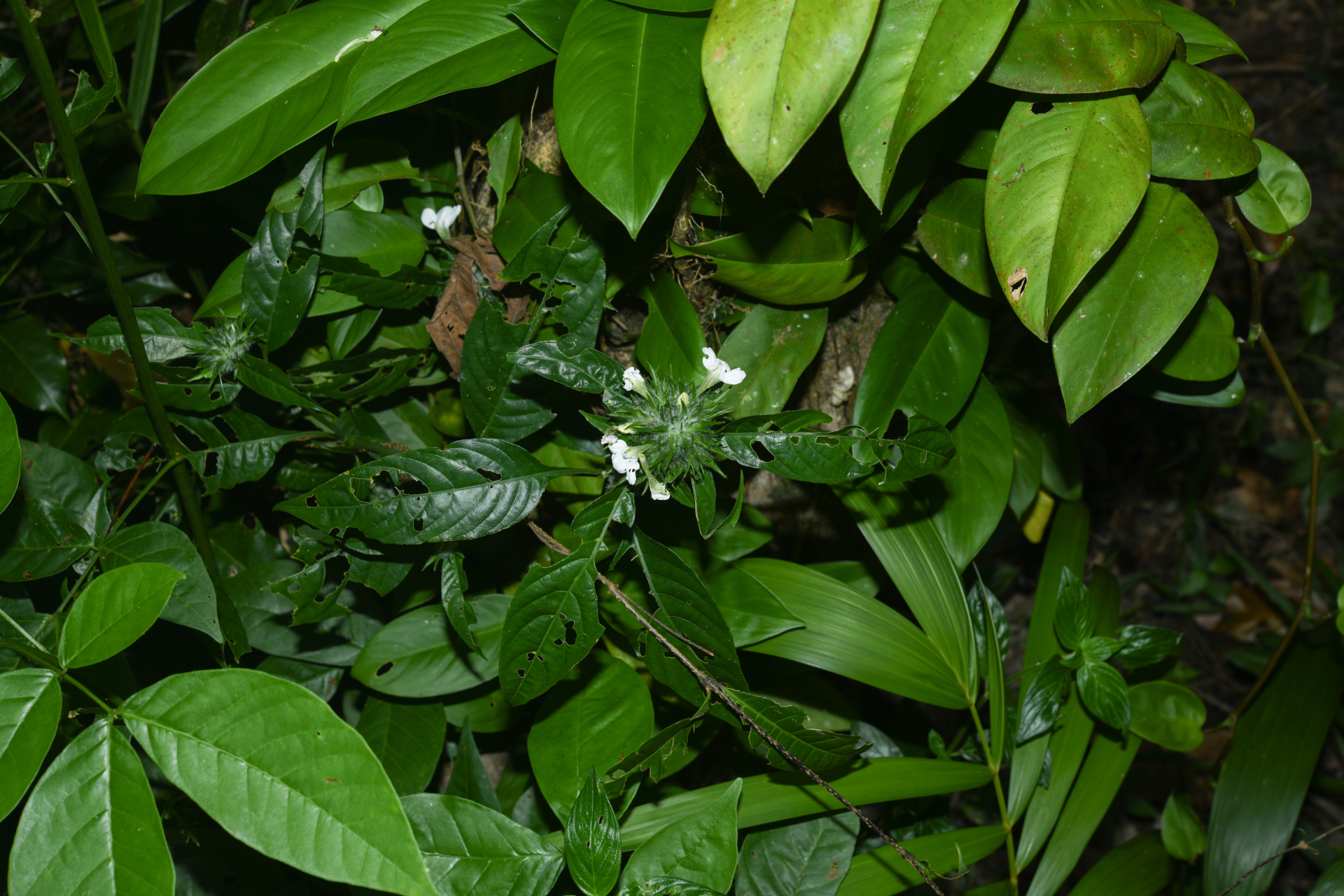 Justicia sprucei V.A.W.Graham - Photo Bivouac Naturaliste