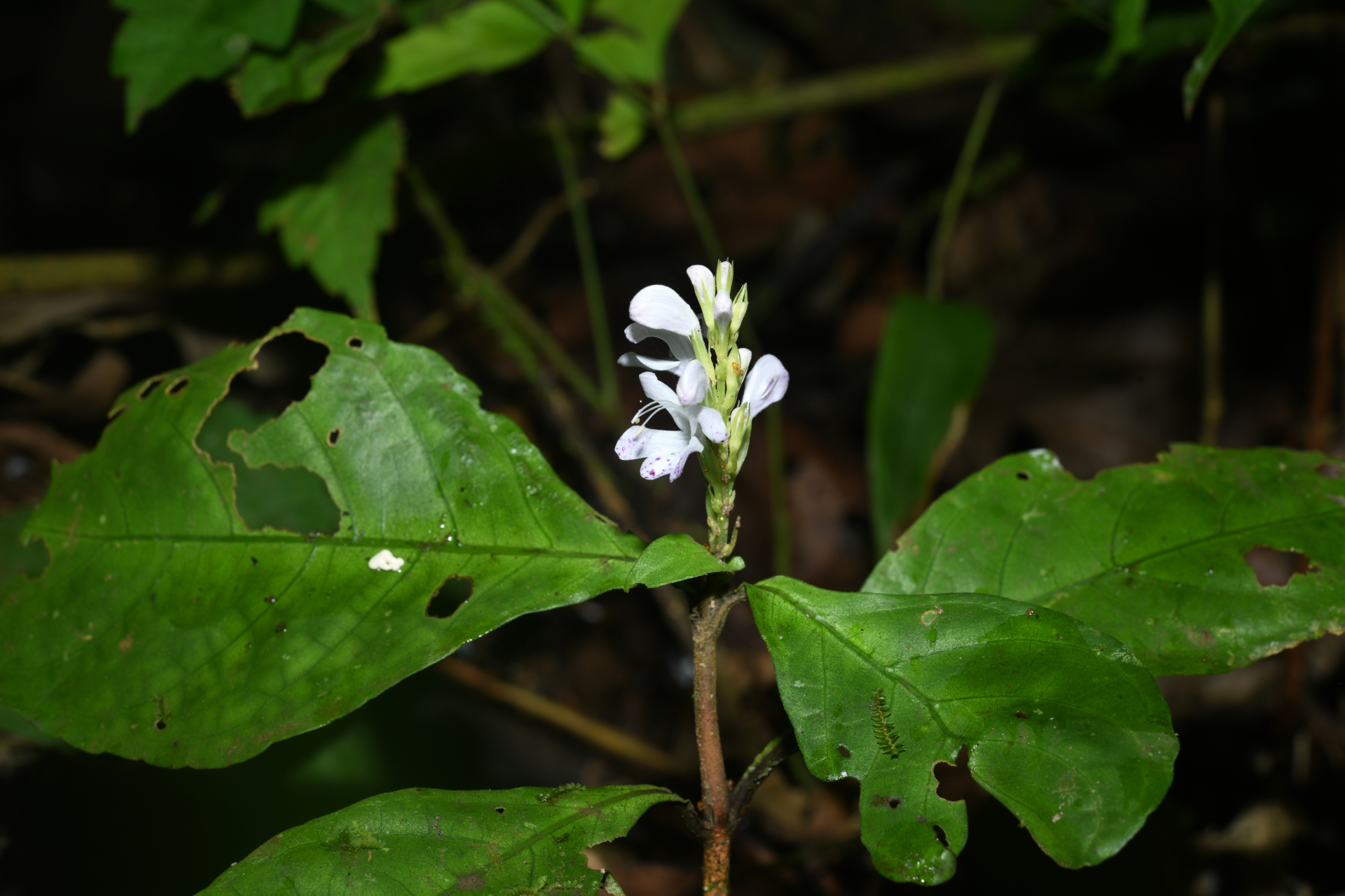 Pulchranthus variegatus (Aubl.) V.M.Baum, Reveal & Nowicke - Photo Bivouac Naturaliste