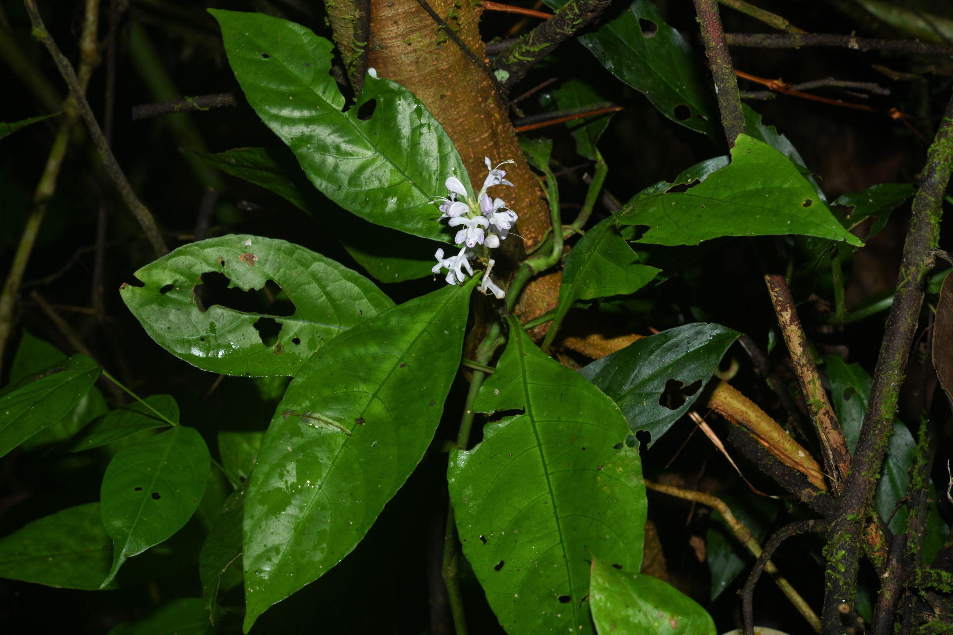 Pulchranthus variegatus (Aubl.) V.M.Baum, Reveal & Nowicke - Photo Bivouac Naturaliste
