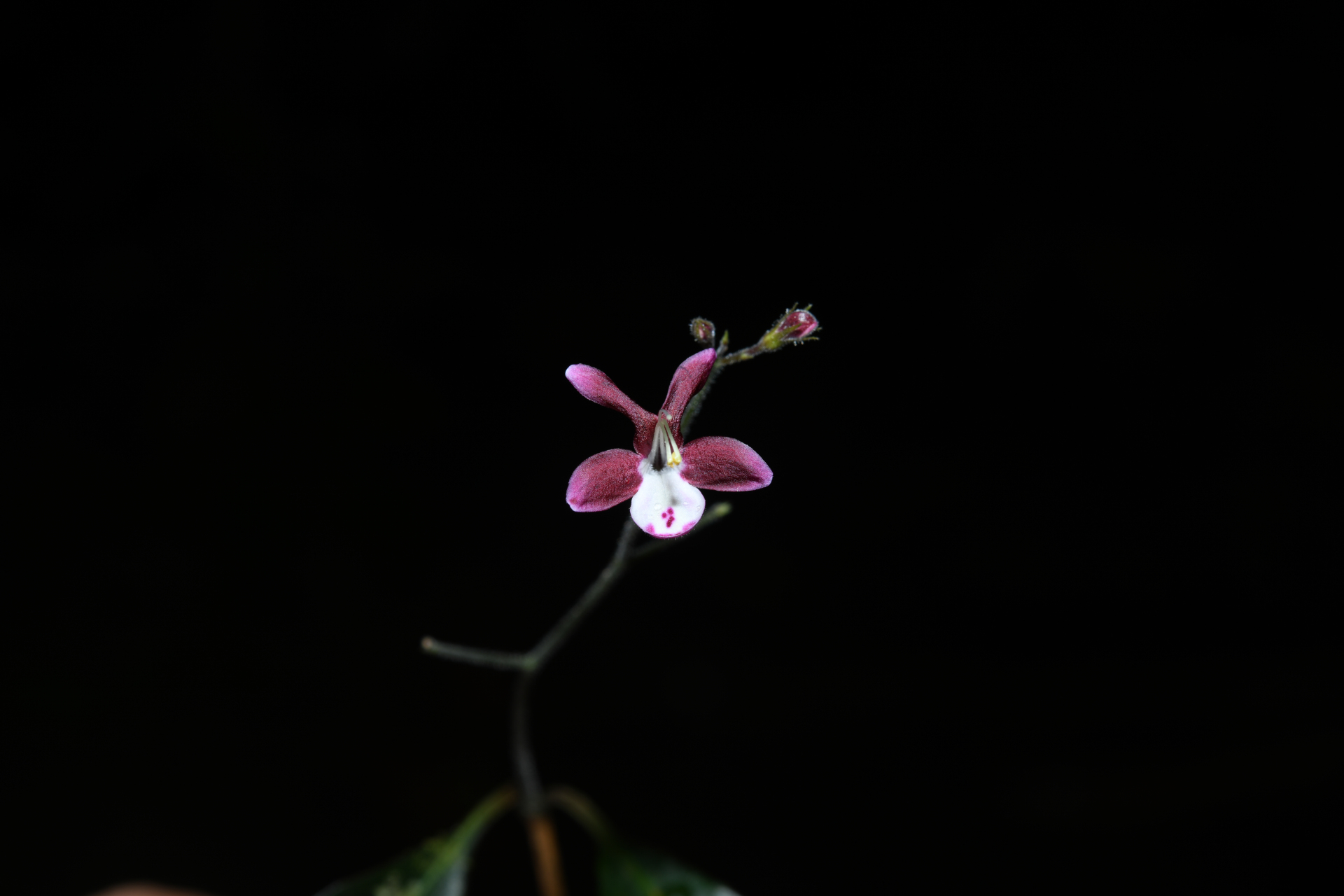 Pulchranthus congestus (Lindau) V.M.Baum, Reveal & Nowicke - Photo Bivouac Naturaliste