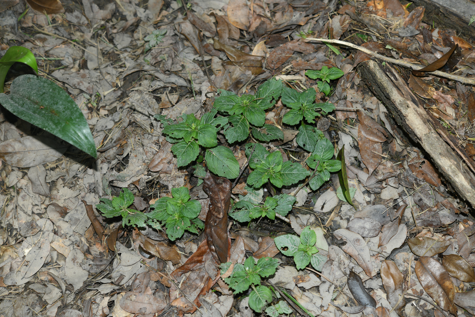 Limnophila rugosa (Lour.) Merr. - Photo Bivouac Naturaliste