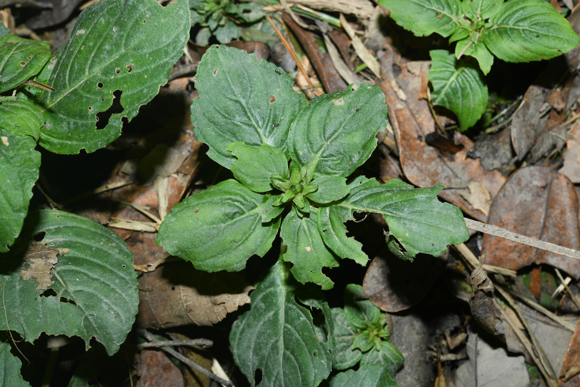 Limnophila rugosa (Lour.) Merr. - Photo Bivouac Naturaliste