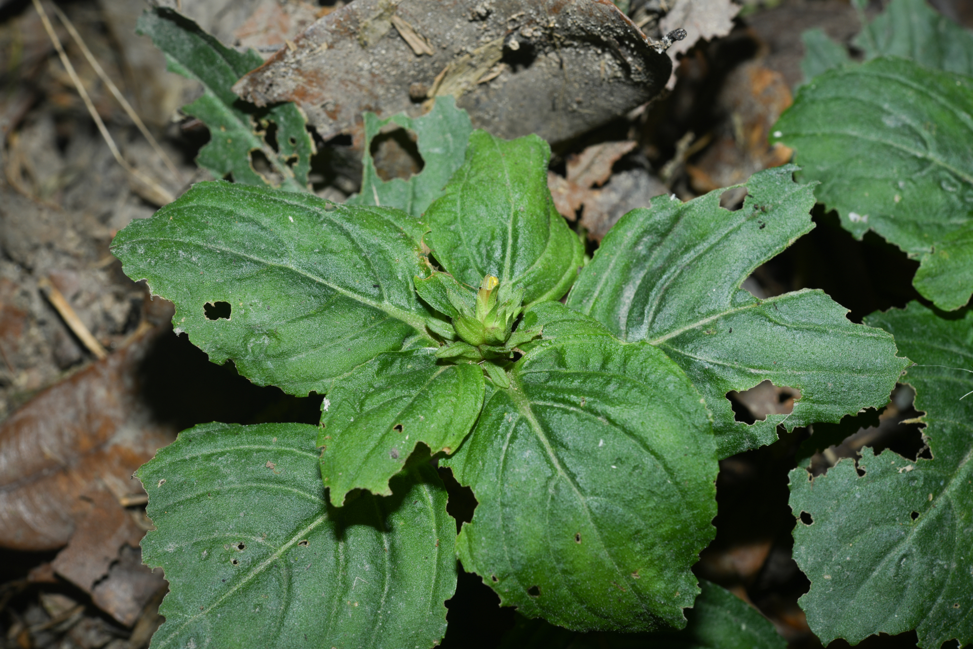 Limnophila rugosa (Lour.) Merr. - Photo Bivouac Naturaliste