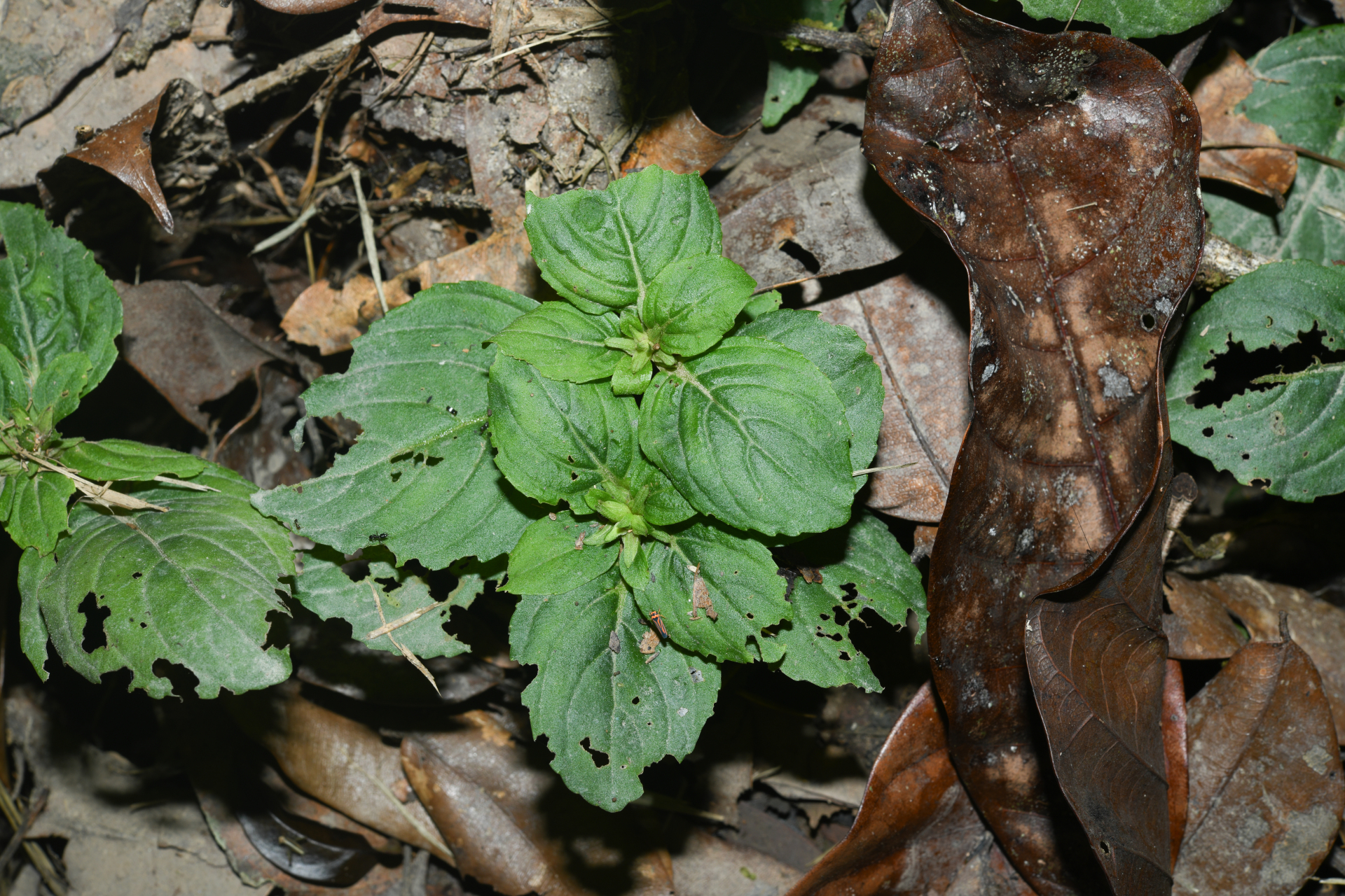 Limnophila rugosa (Lour.) Merr. - Photo Bivouac Naturaliste