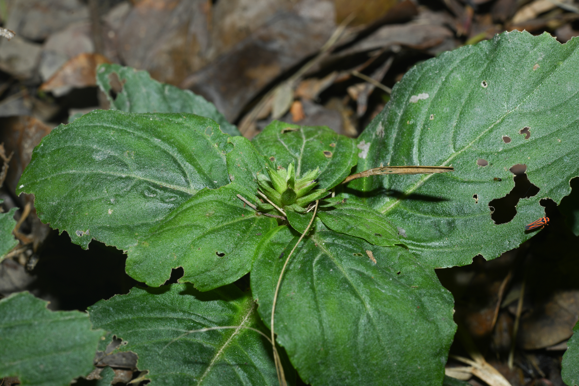 Limnophila rugosa (Lour.) Merr. - Photo Bivouac Naturaliste