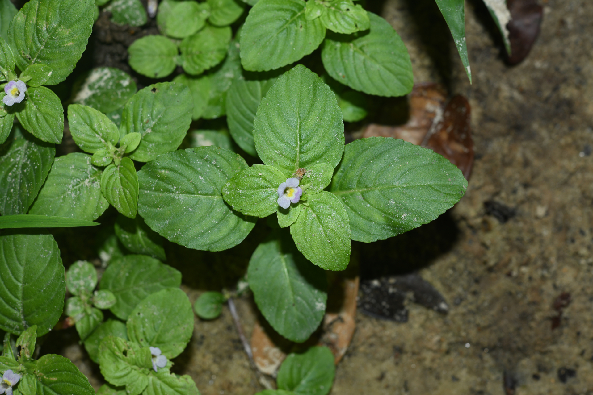 Limnophila rugosa (Lour.) Merr. - Photo Bivouac Naturaliste